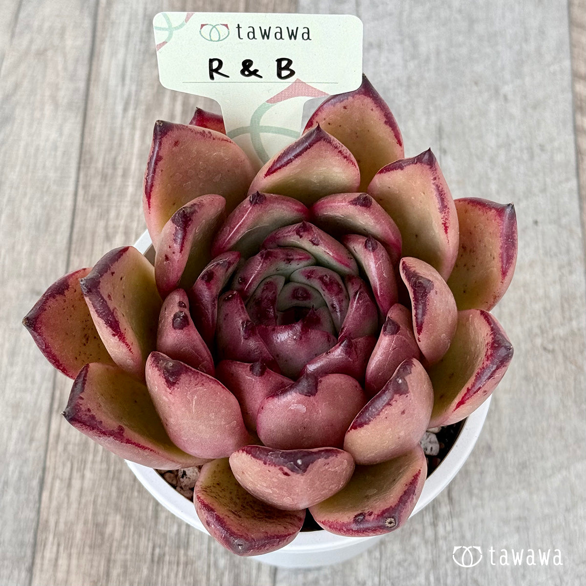 ＊新発売＊　R&amp;B（エアーマジック農園）【A-35鉢/tawawaハウス苗】