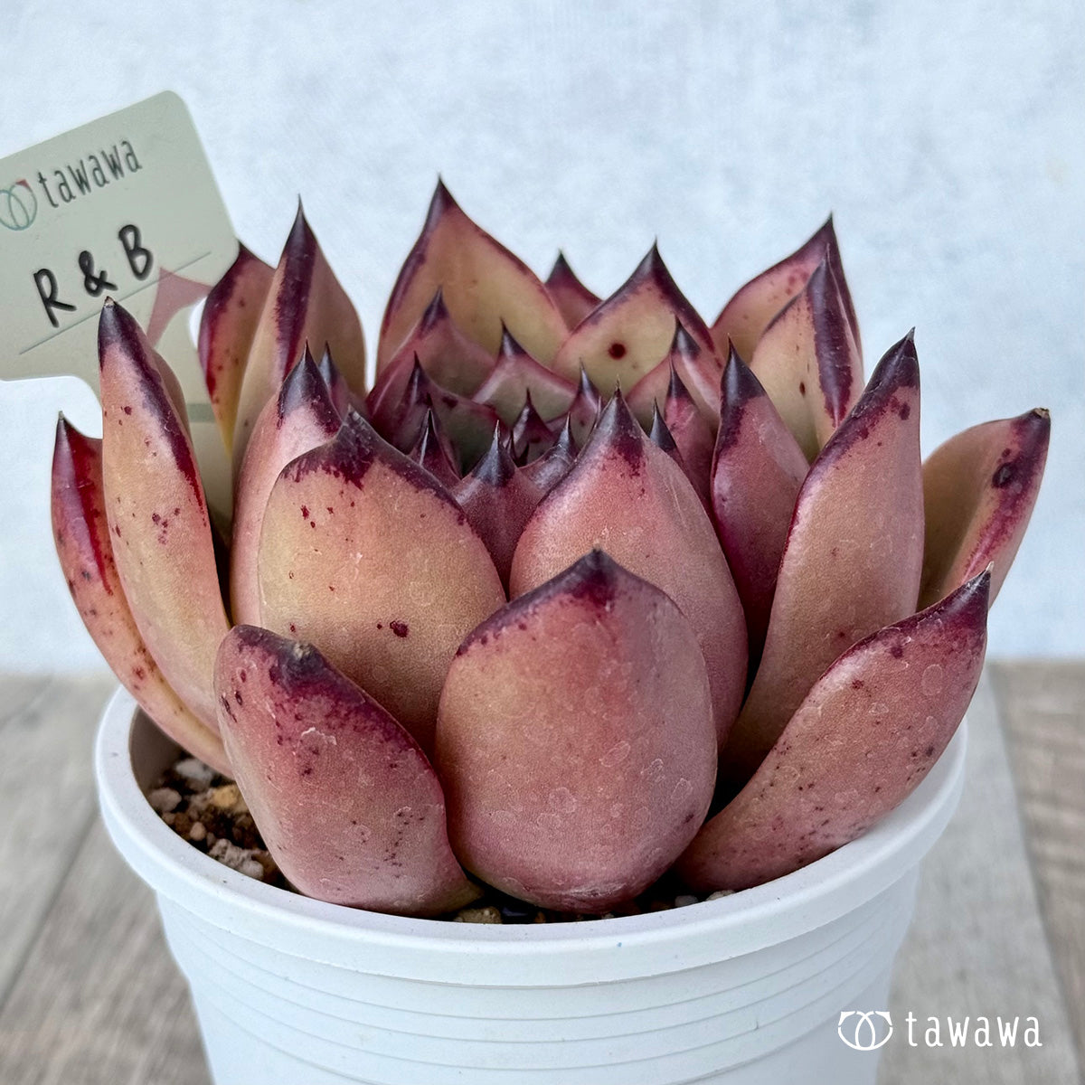 ＊新発売＊　R&amp;B（エアーマジック農園）【A-35鉢/tawawaハウス苗】