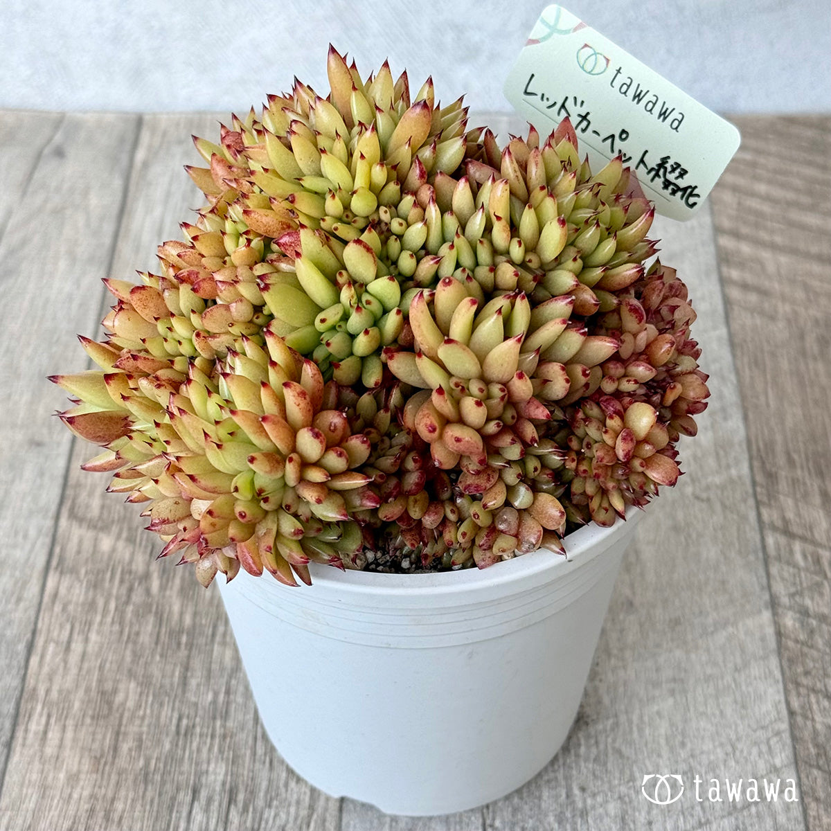 Red Carpet Cristata [A-35 Pot / tawawa house grown]