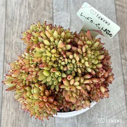 ＊新発売＊　レッドカーペット綴化【A-35鉢/tawawaハウス苗】