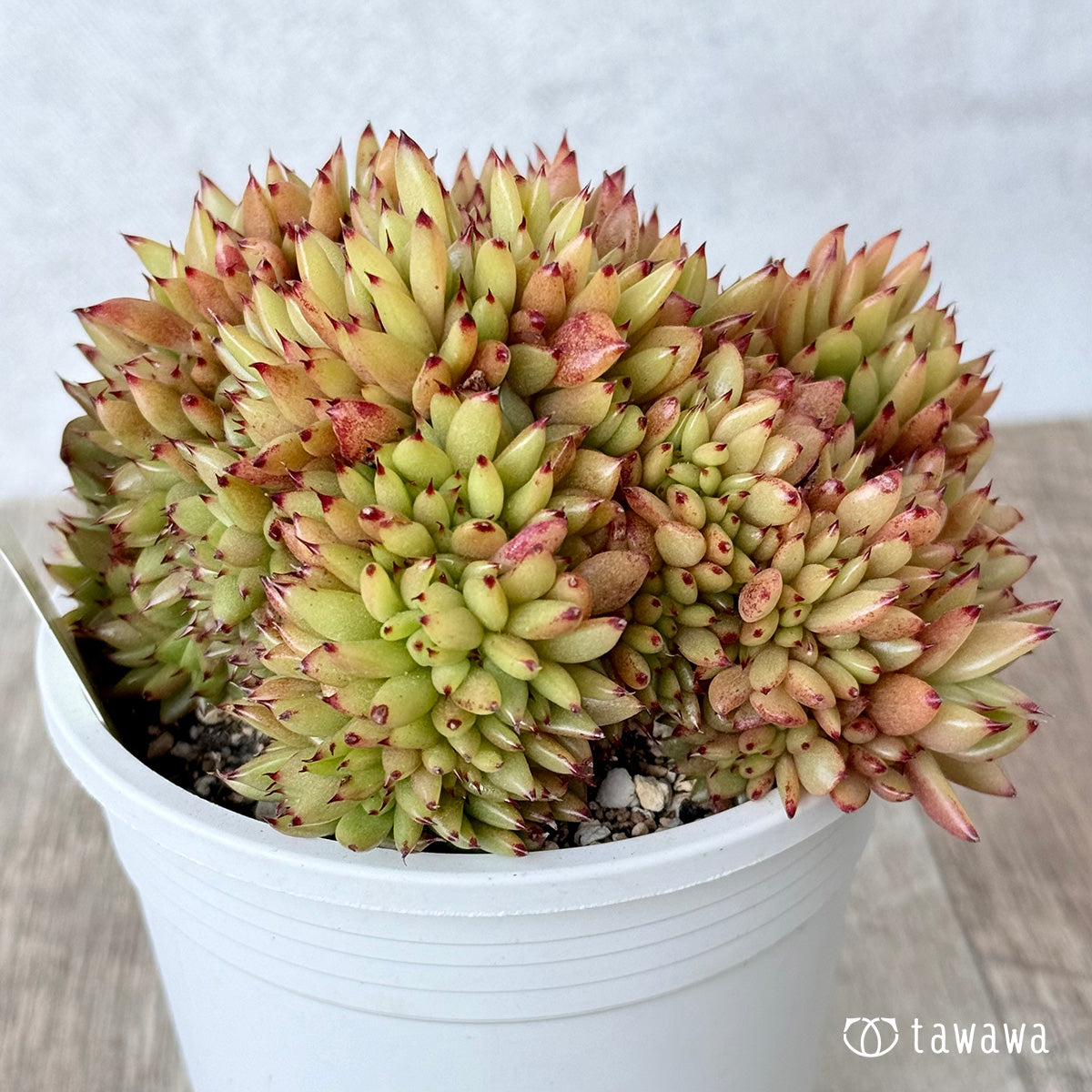 Red Carpet Cristata [A-35 Pot / tawawa house grown]