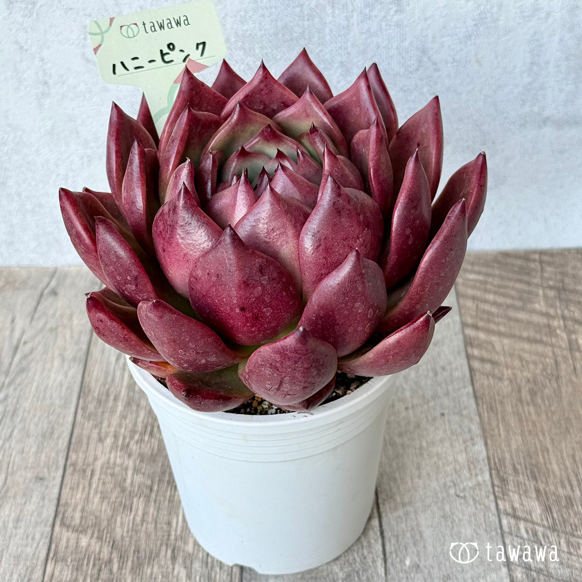 ハニーピンク（エアーマジック農園）【A-35鉢/tawawaハウス苗】