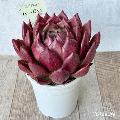 ハニーピンク（エアーマジック農園）【A-35鉢/tawawaハウス苗】