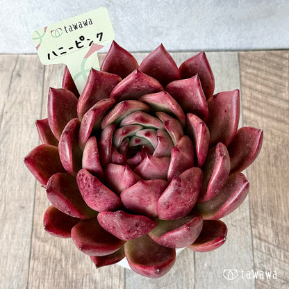 ハニーピンク（エアーマジック農園）【A-35鉢/tawawaハウス苗】