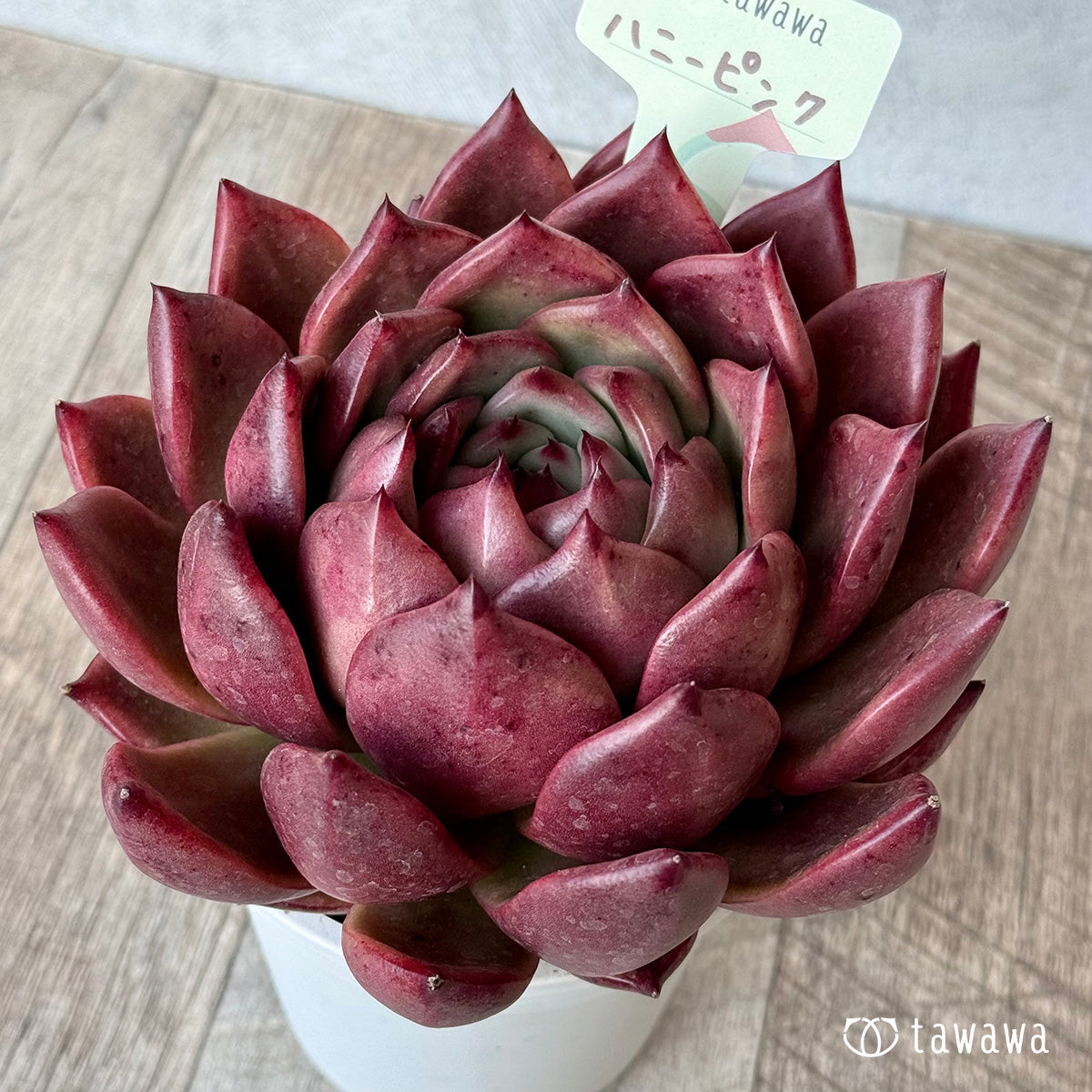 ハニーピンク（エアーマジック農園）【A-35鉢/tawawaハウス苗】