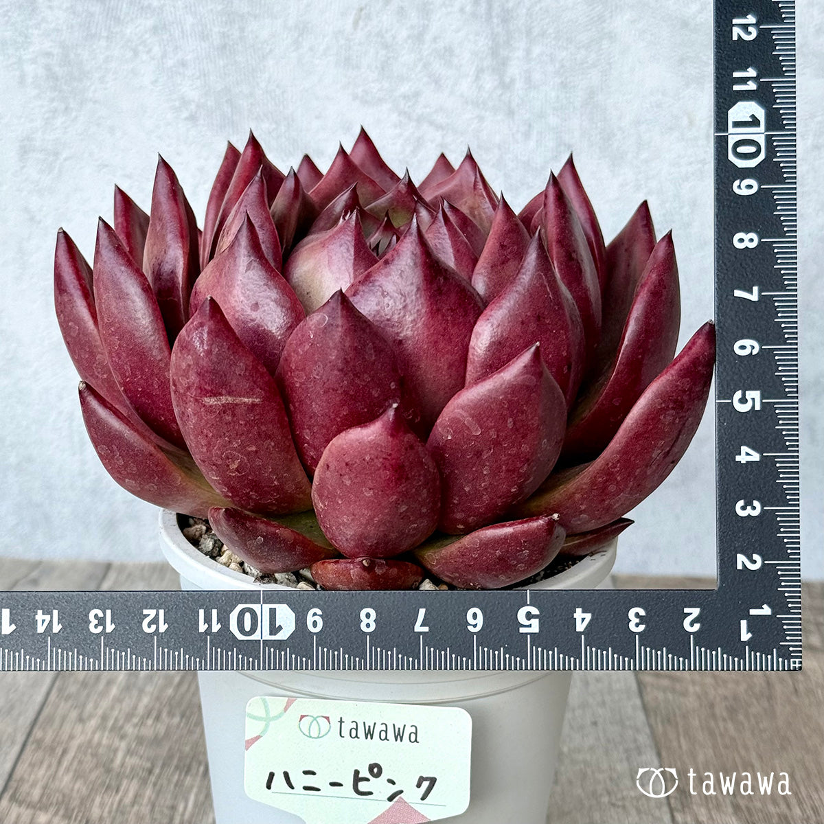 ハニーピンク（エアーマジック農園）【A-35鉢/tawawaハウス苗】