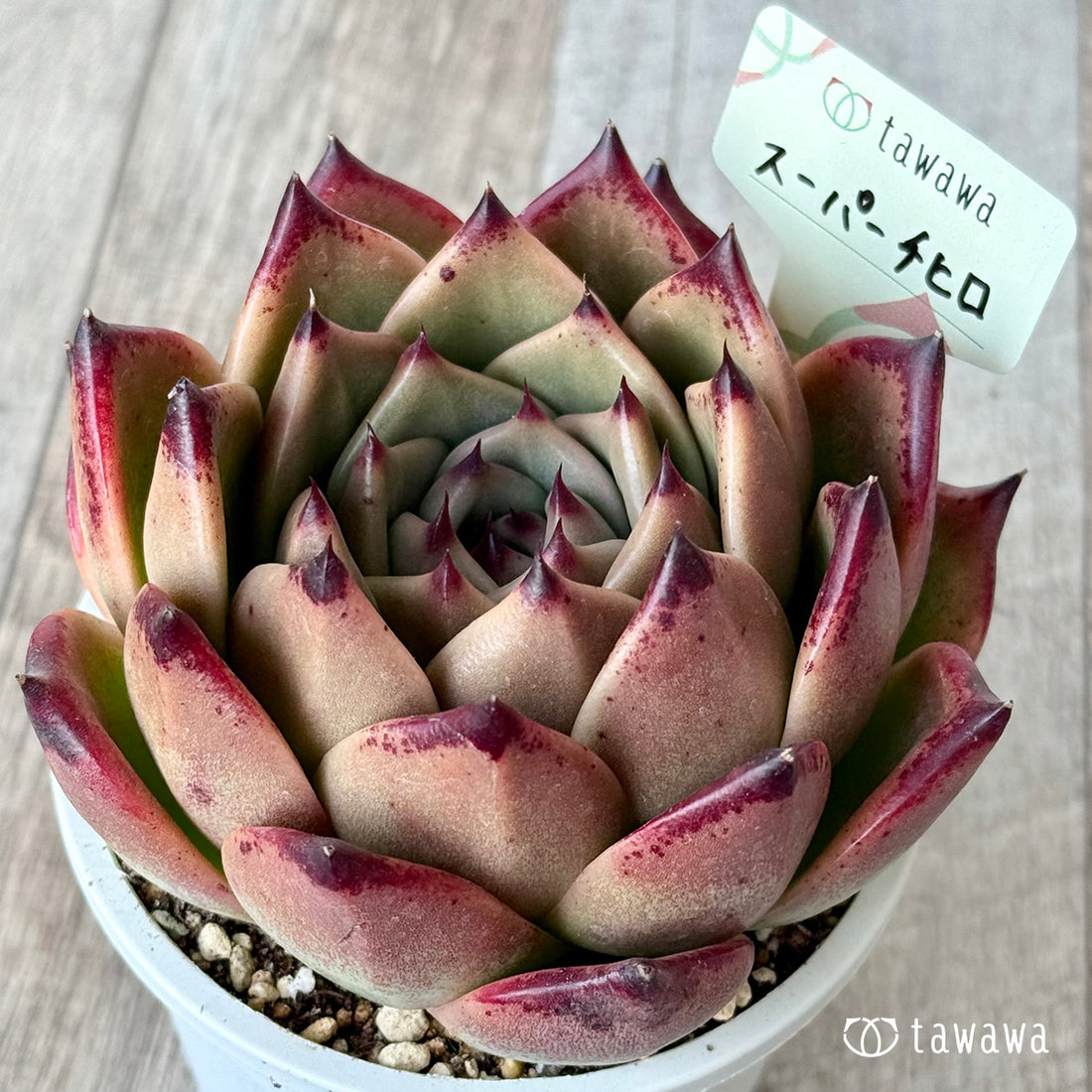 スーパーチヒロ１（エアーマジック農園）【A-35鉢/tawawaハウス苗】