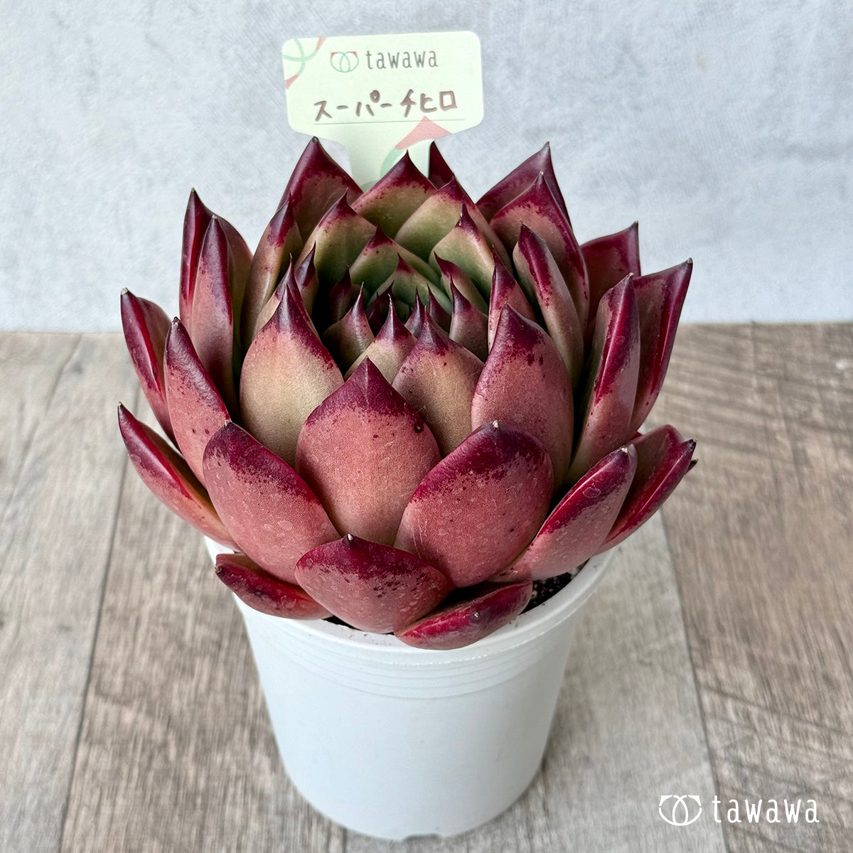 スーパーチヒロ２（エアーマジック農園）【A-35鉢/tawawaハウス苗】