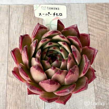 スーパーチヒロ２（エアーマジック農園）【A-35鉢/tawawaハウス苗】