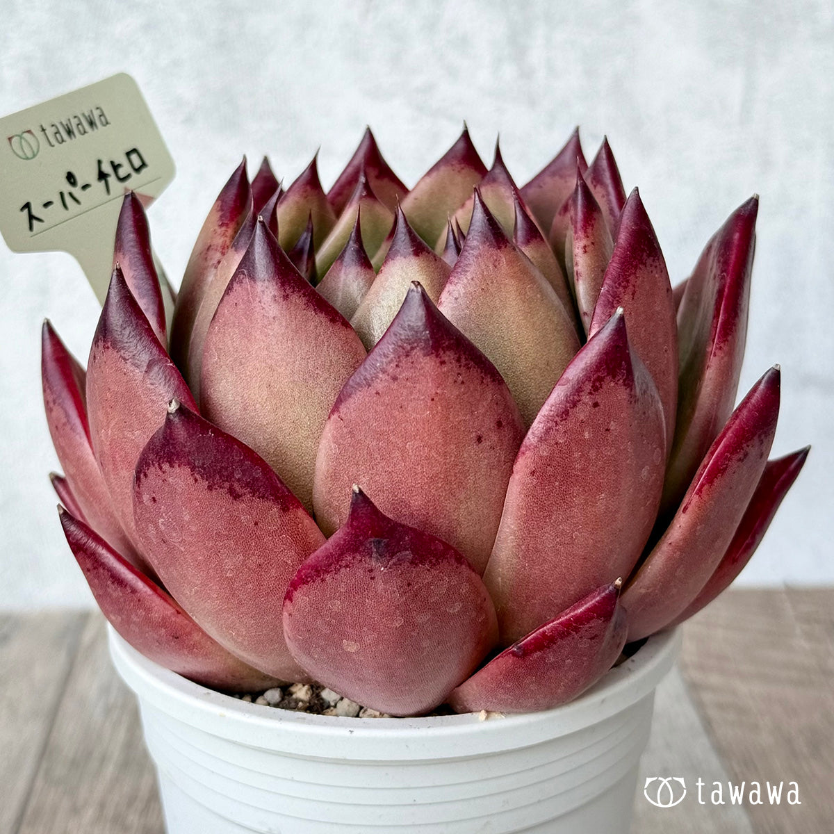 スーパーチヒロ２（エアーマジック農園）【A-35鉢/tawawaハウス苗】