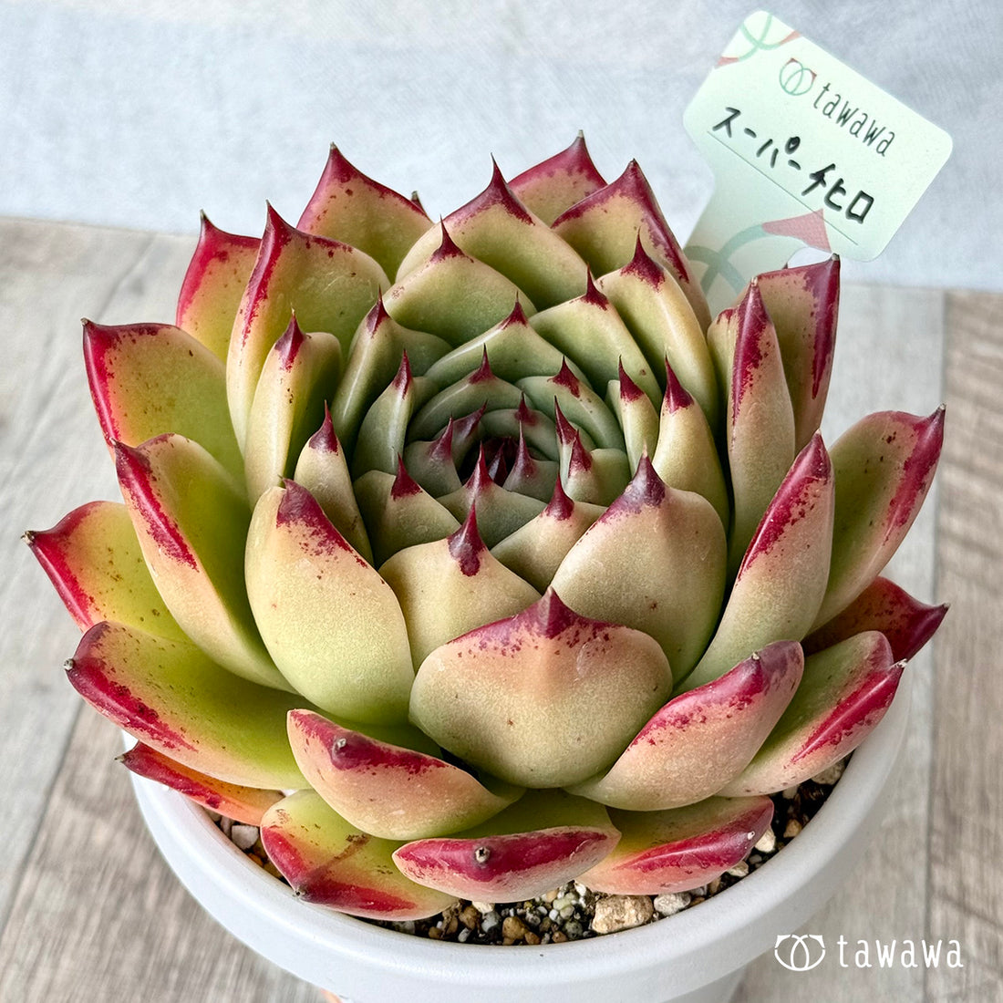 スーパーチヒロ３（エアーマジック農園）【根張り鉢4号/tawawaハウス苗】