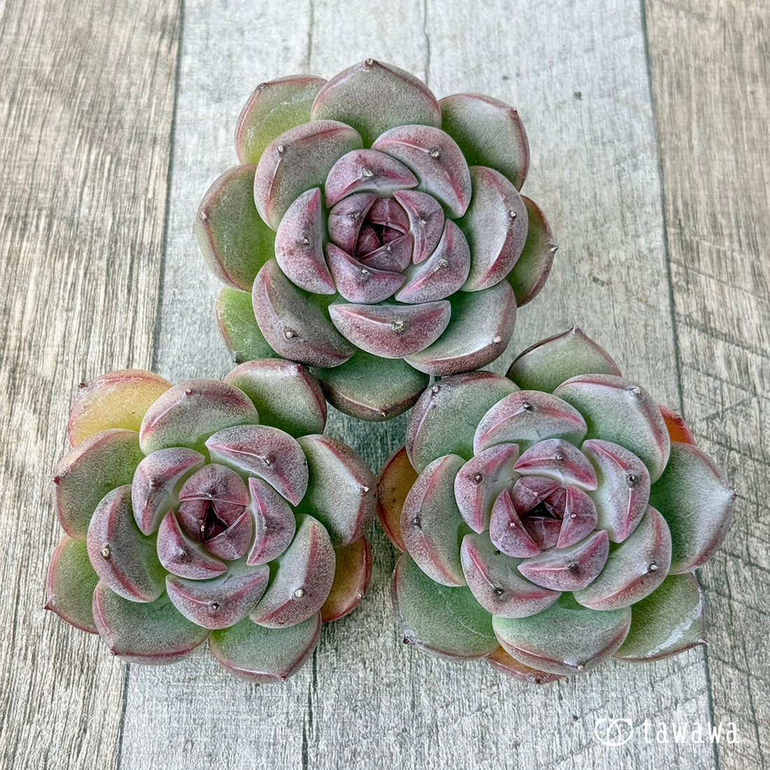 New Arrivals: Ice Green