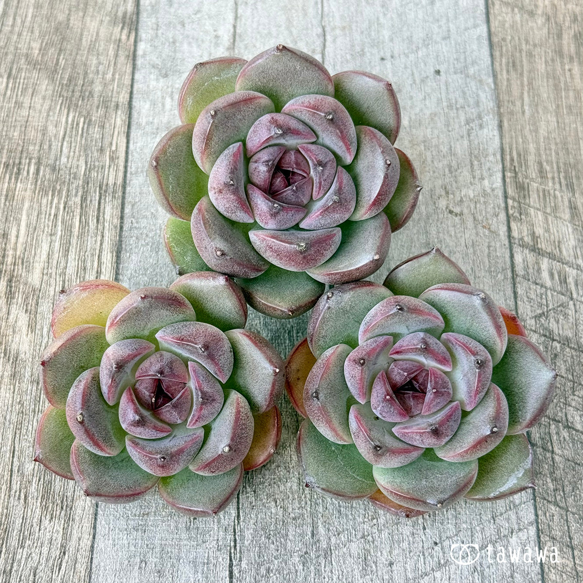 New Arrivals: Ice Green