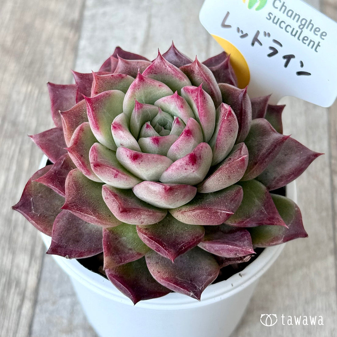 ＊新発売＊　レッドライン（チャンヒー農園）【tawawaハウス苗】