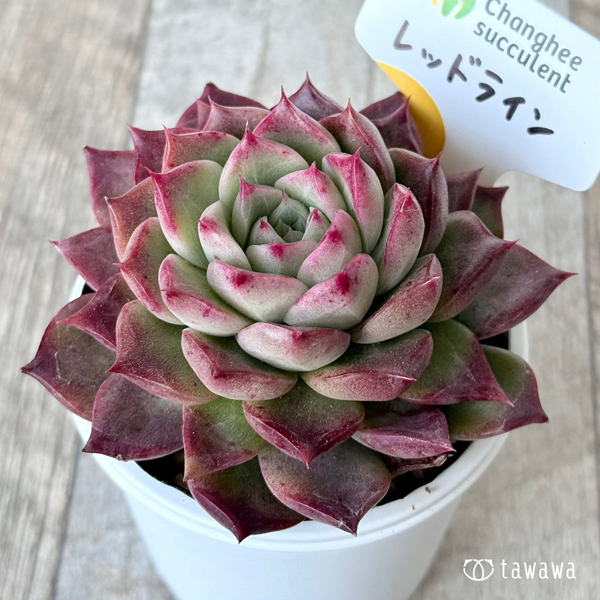 ＊新発売＊　レッドライン（チャンヒー農園）【tawawaハウス苗】