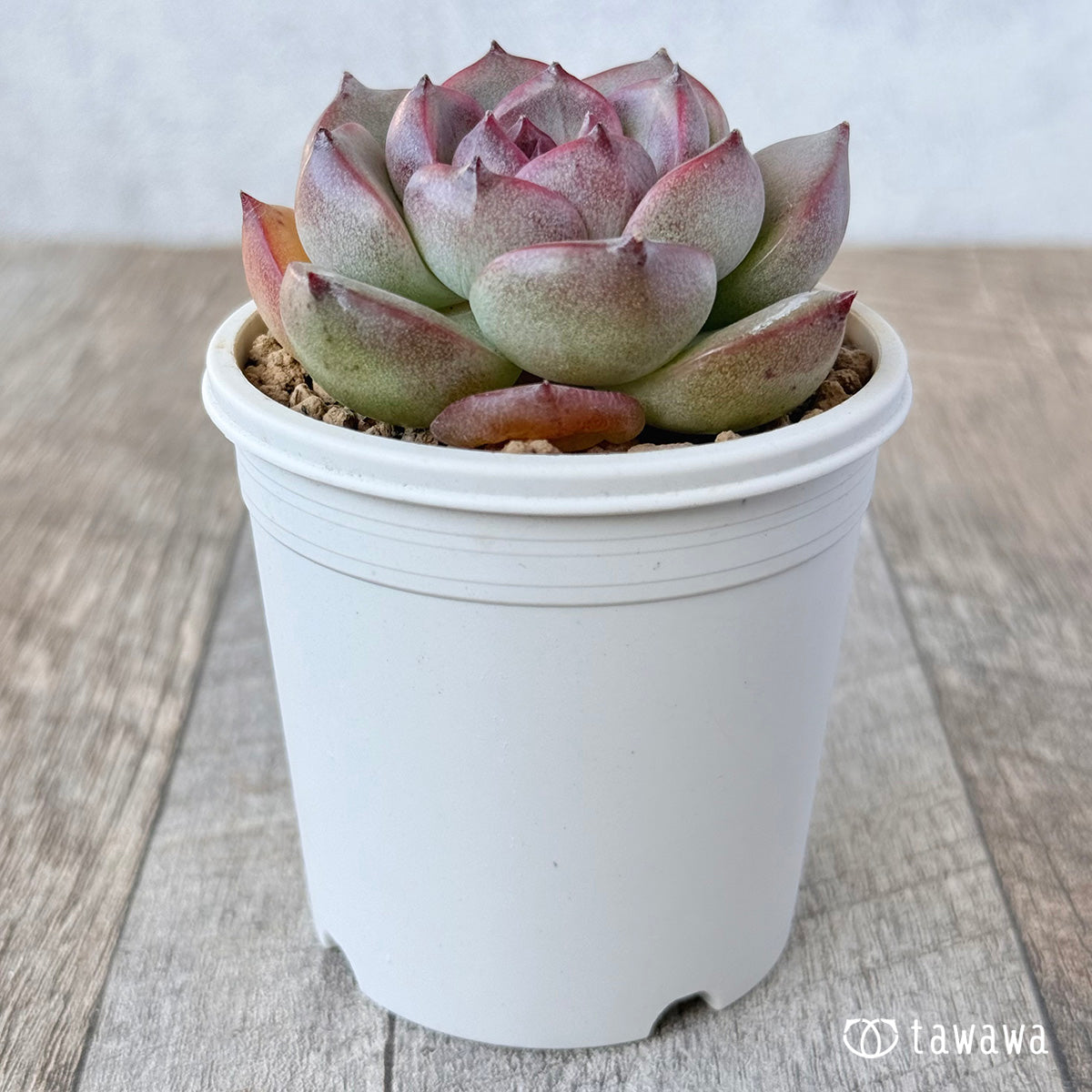 New Arrivals: Ice Green
