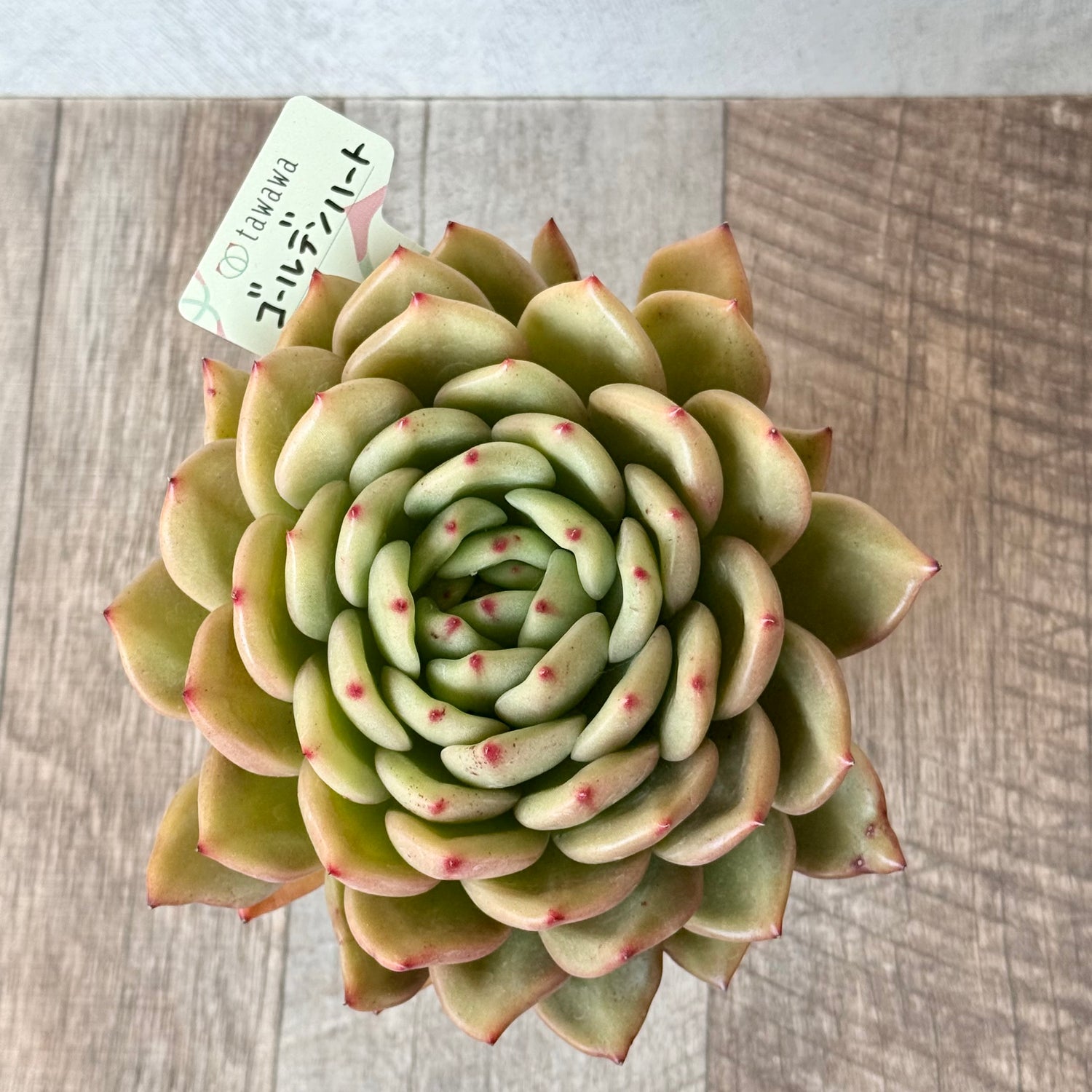 ゴールデンハート（エアーマジック農園）【A-35鉢/tawawaハウス苗】