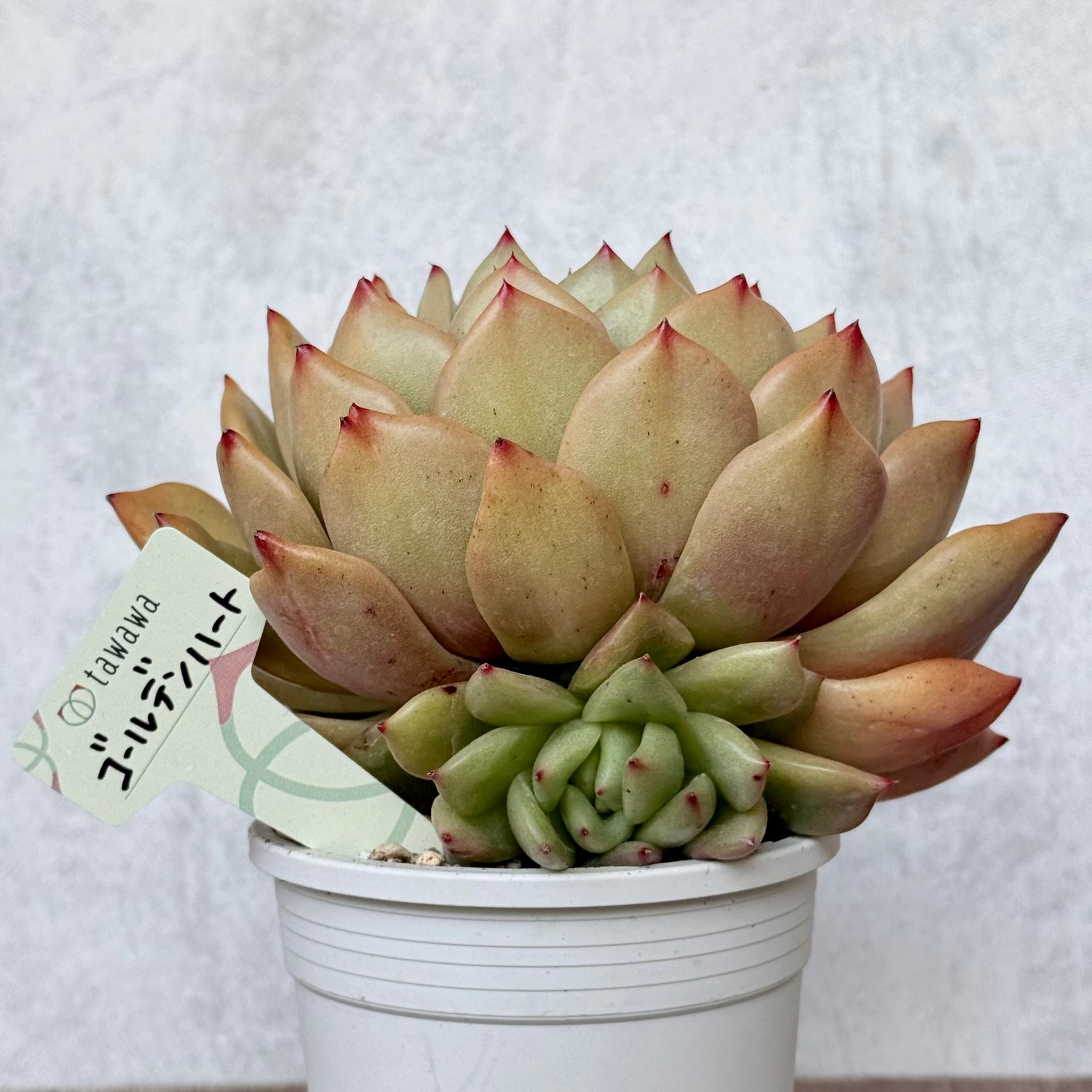 ゴールデンハート（エアーマジック農園）【A-35鉢/tawawaハウス苗】