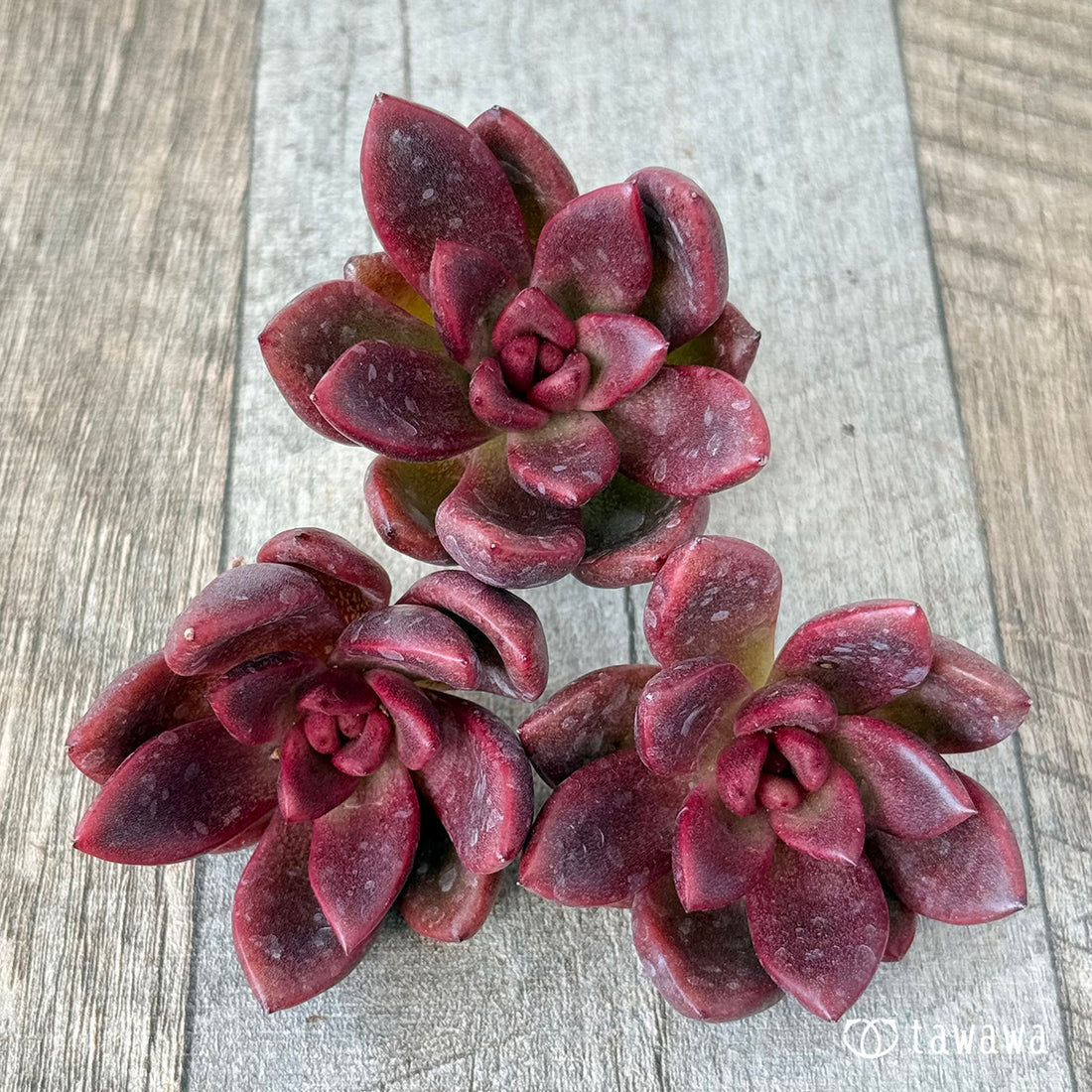 New Arrival* Cubic Frost