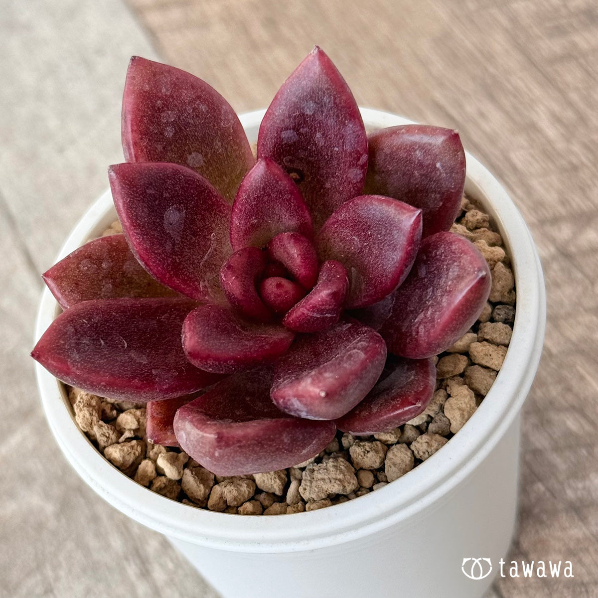 New Arrival* Cubic Frost