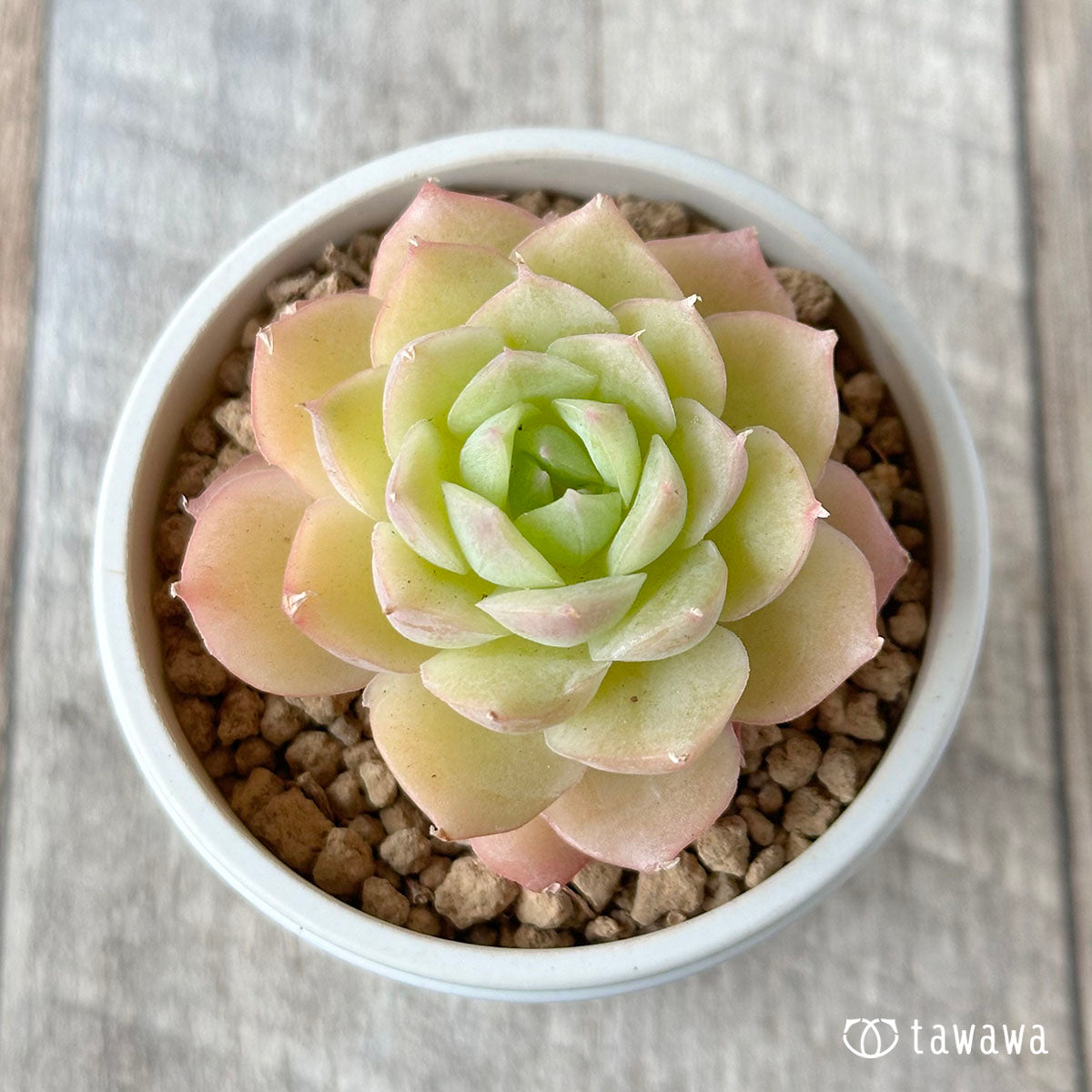 多肉植物 紅頬美人錦 鉢ごと - 植物/観葉植物