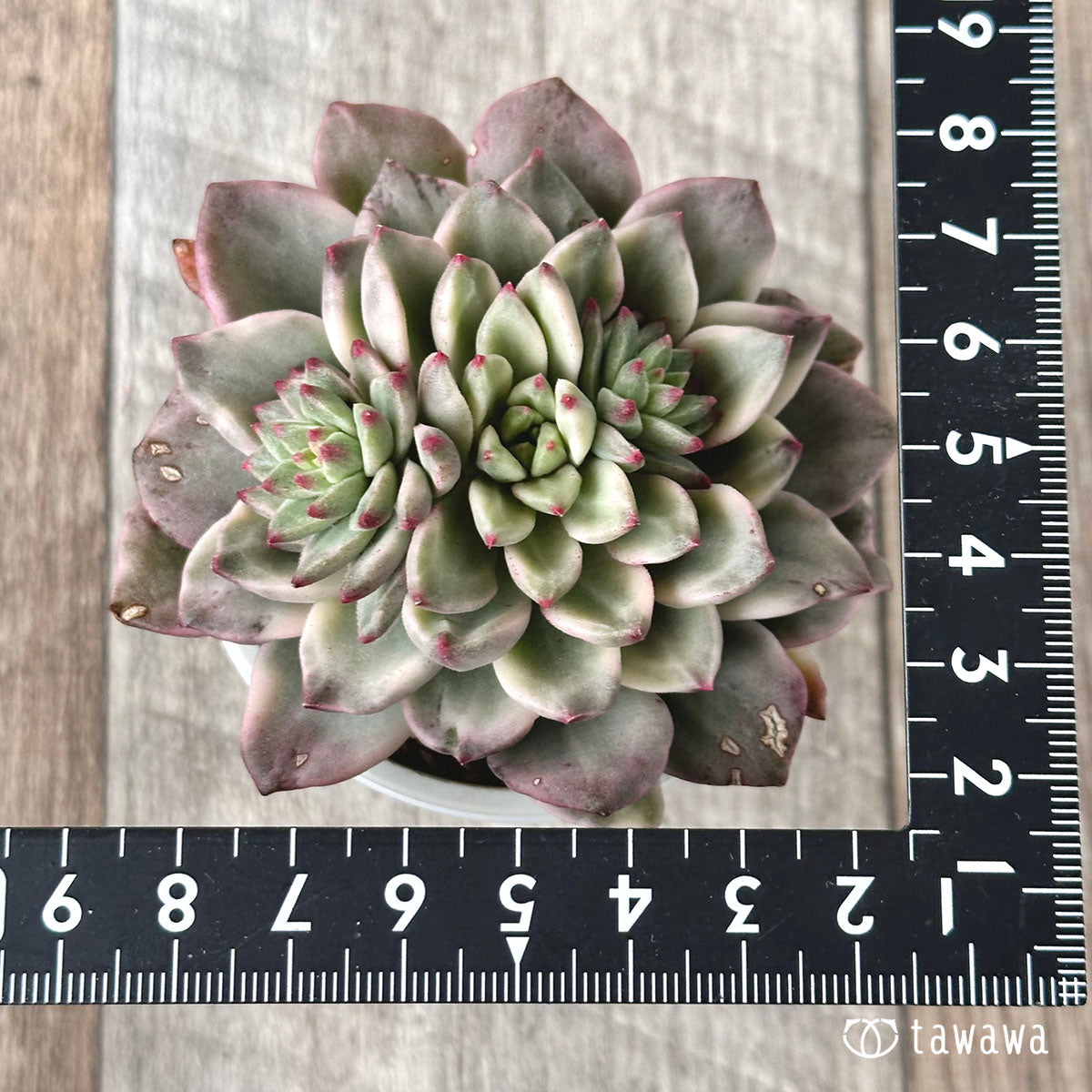 Green Emerald Nishiki
