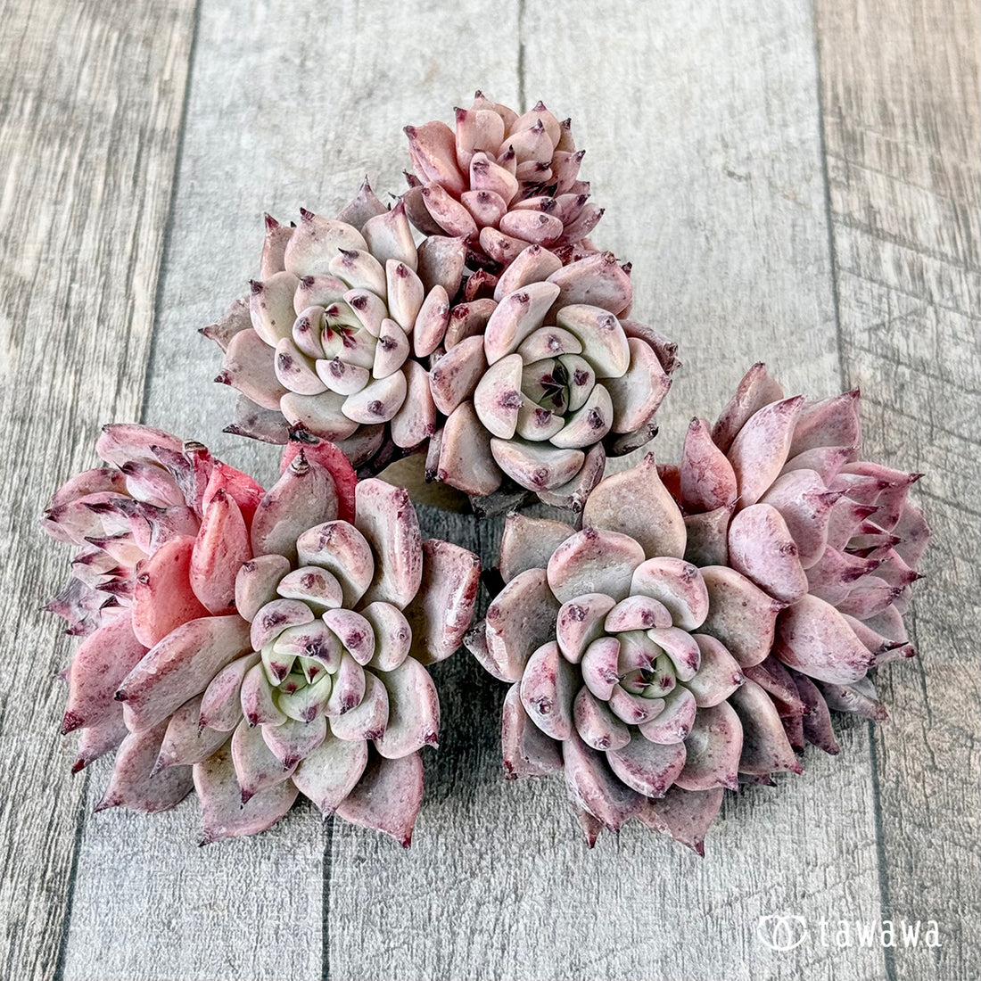 ガゼル【多頭苗】(チャンヒー農園苗)