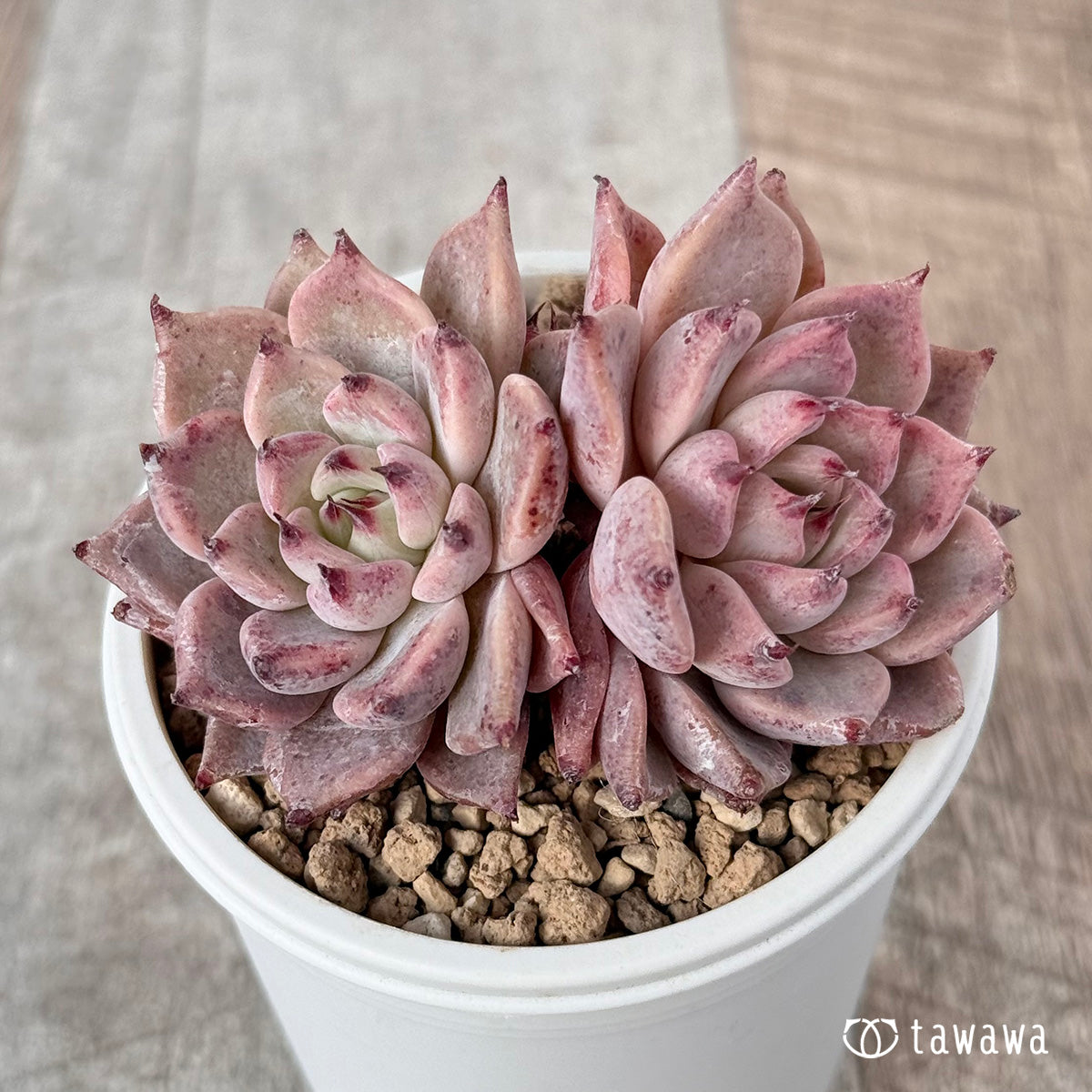 Gazelle [Multi-headed seedling] (Chanhee Farm苗)