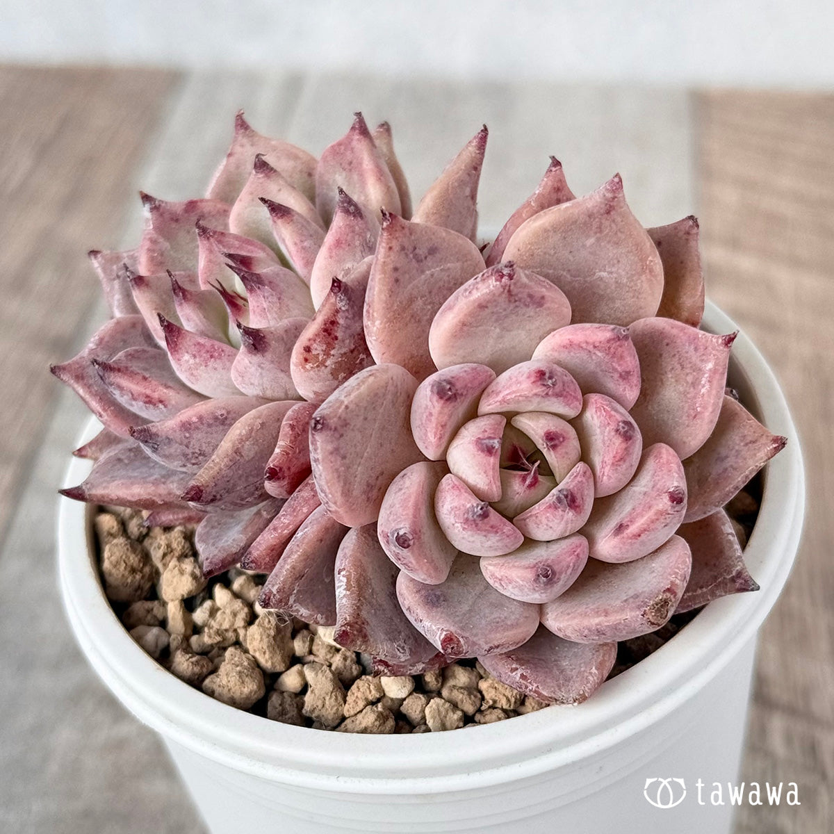 Gazelle [Multi-headed seedling] (Chanhee Farm苗)