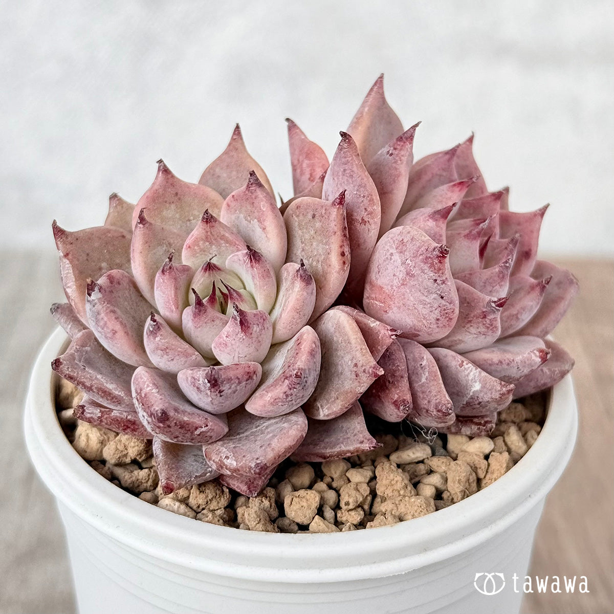 Gazelle [Multi-headed seedling] (Chanhee Farm苗)