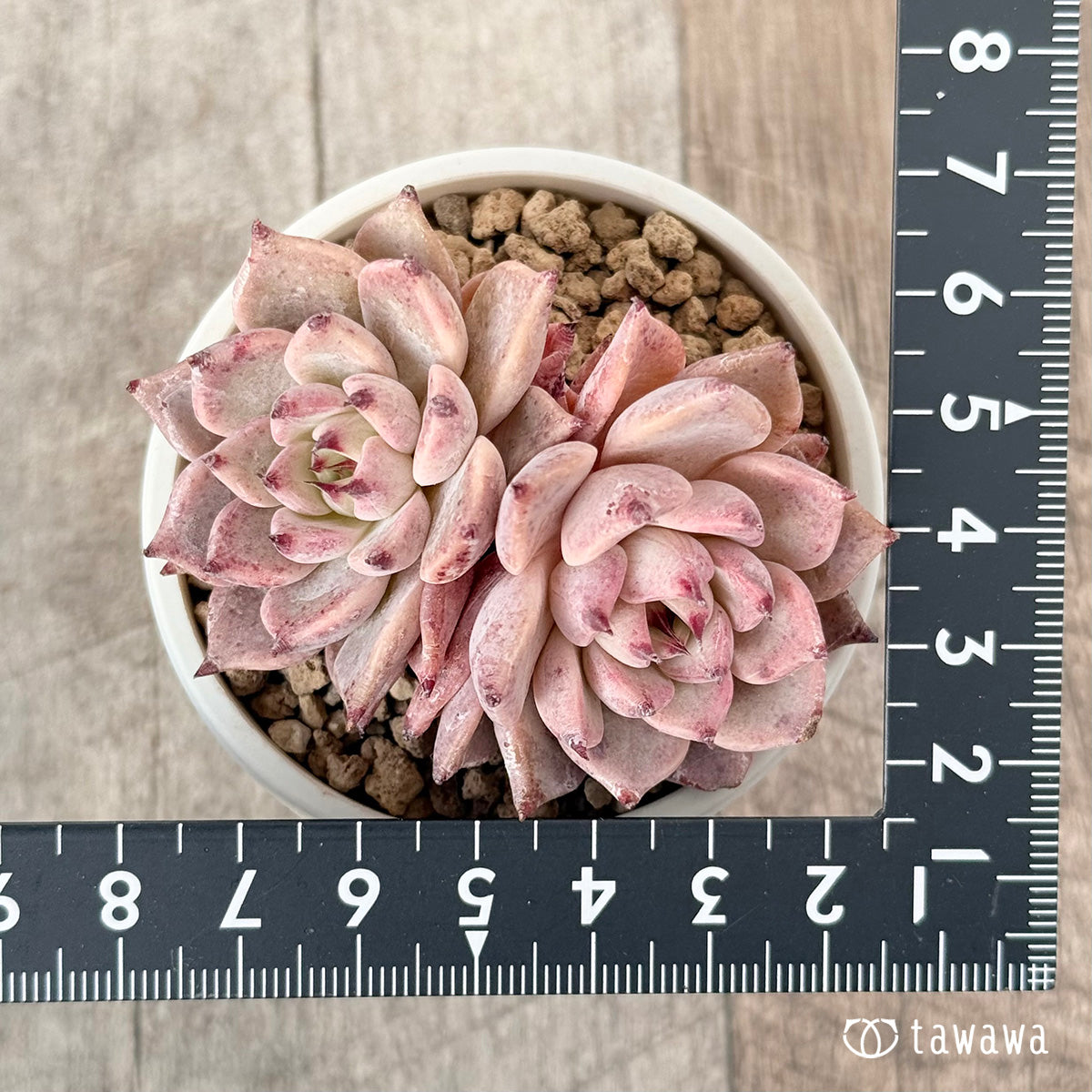 Gazelle [Multi-headed seedling] (Chanhee Farm苗)