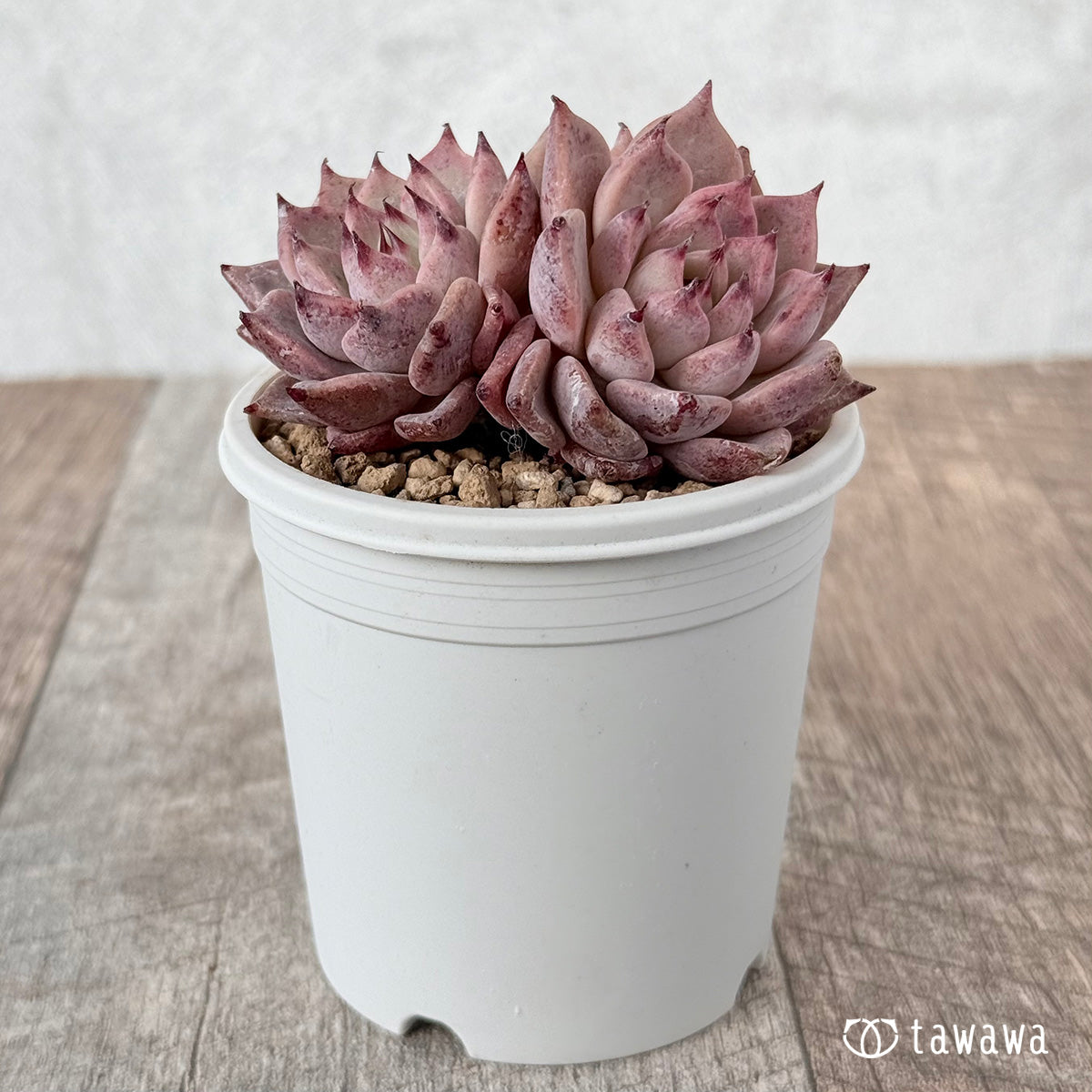Gazelle [Multi-headed seedling] (Chanhee Farm苗)