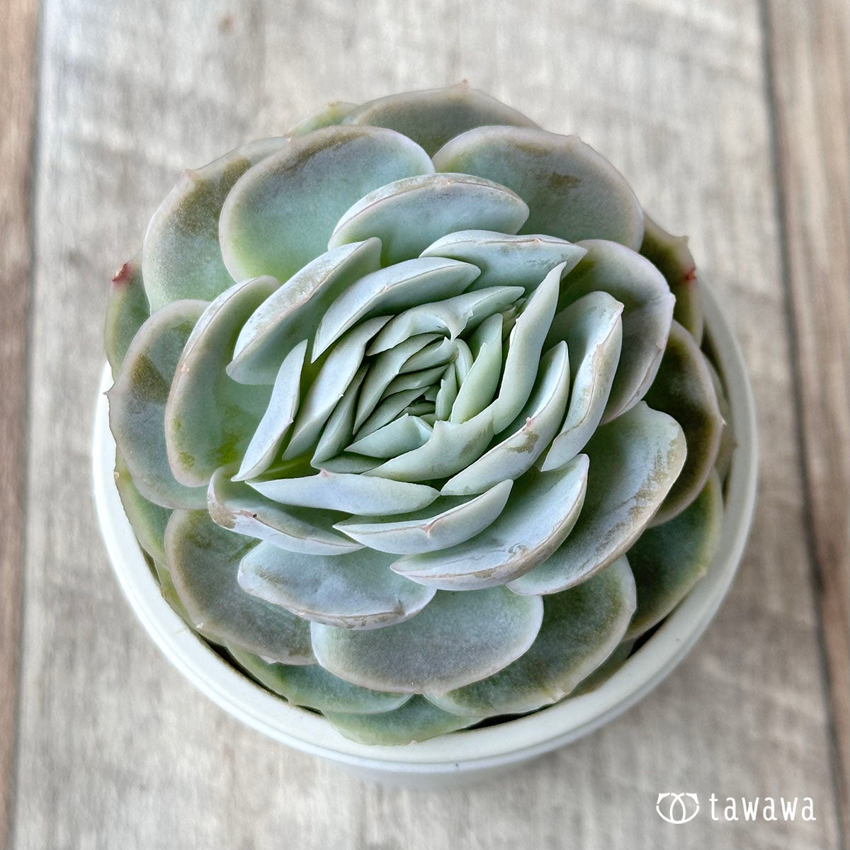 white mexican rose succulent Mexican rose – 多肉植物の通販・販売サイト tawawa