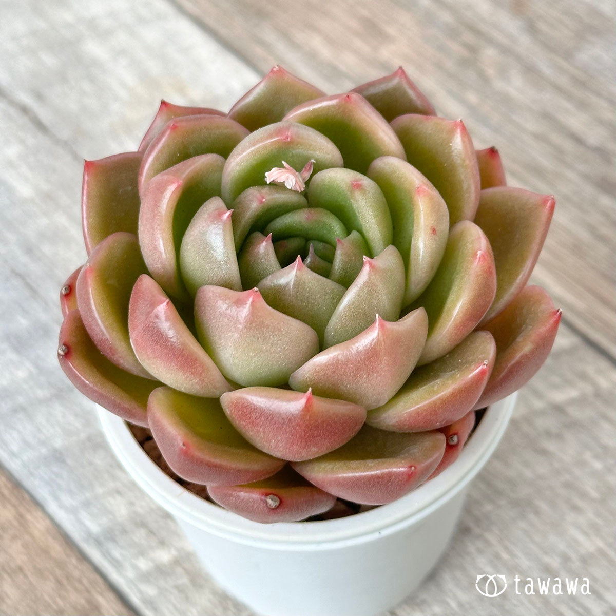 ゴールドジェリー