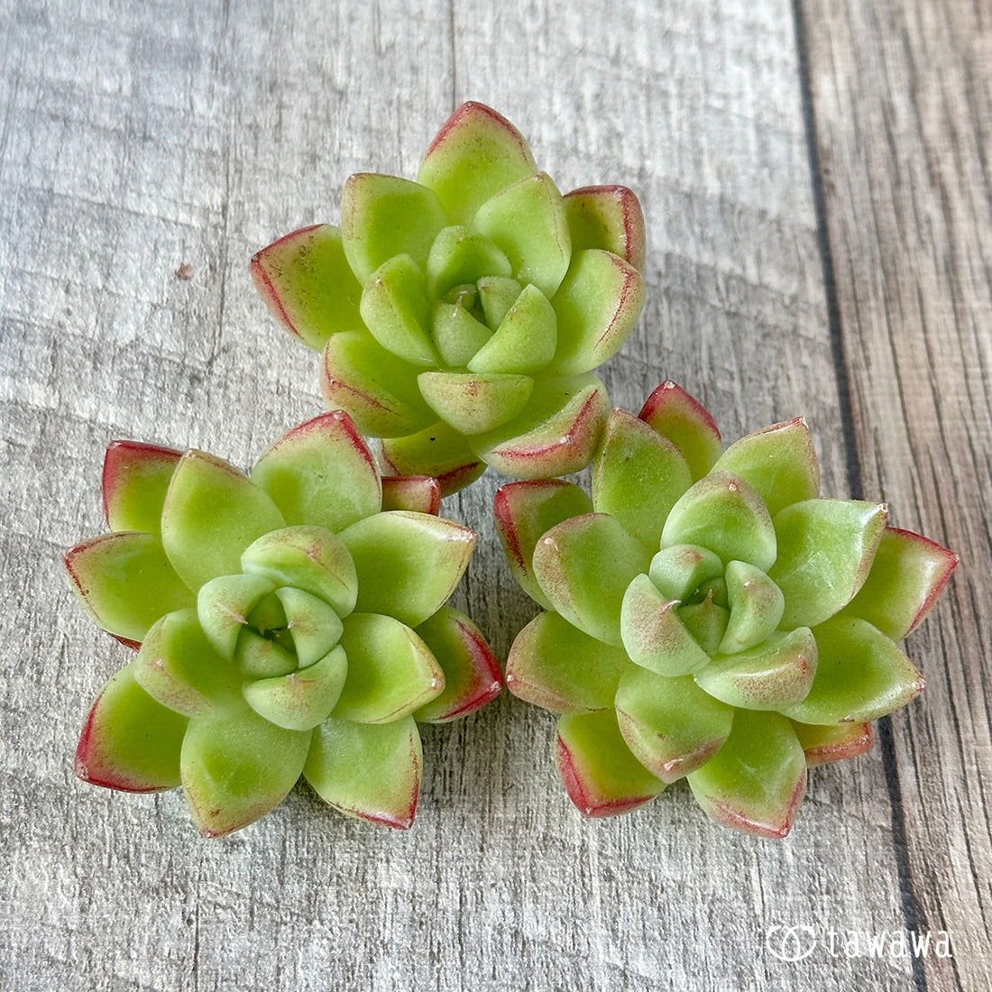 New Arrivals: Ice Green