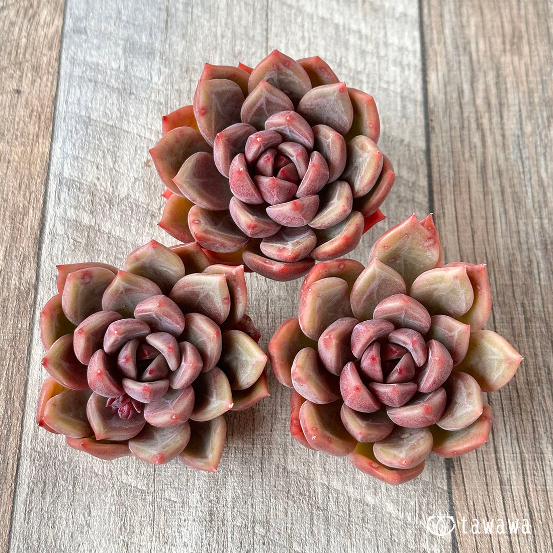 black tetra (Paracheirodon simulans)