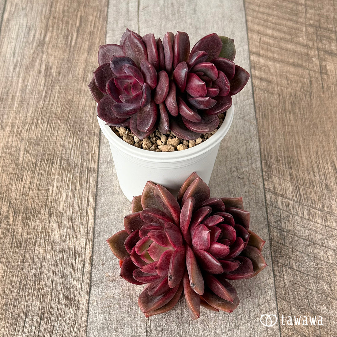 ブラックピンク【双頭苗】(チャンヒー農園苗)