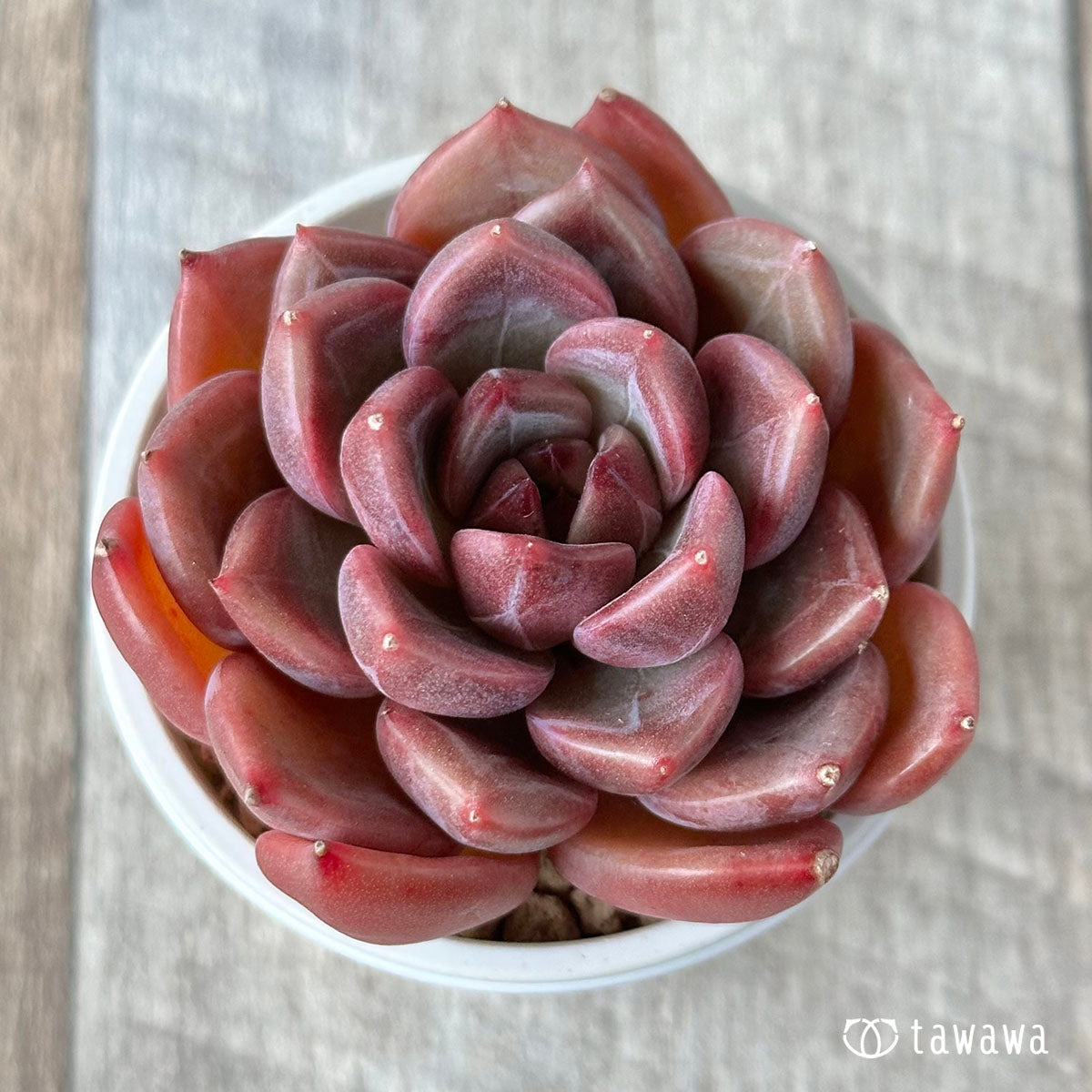 dark ice succulent Dark Ice – 多肉植物の通販・販売サイト tawawa