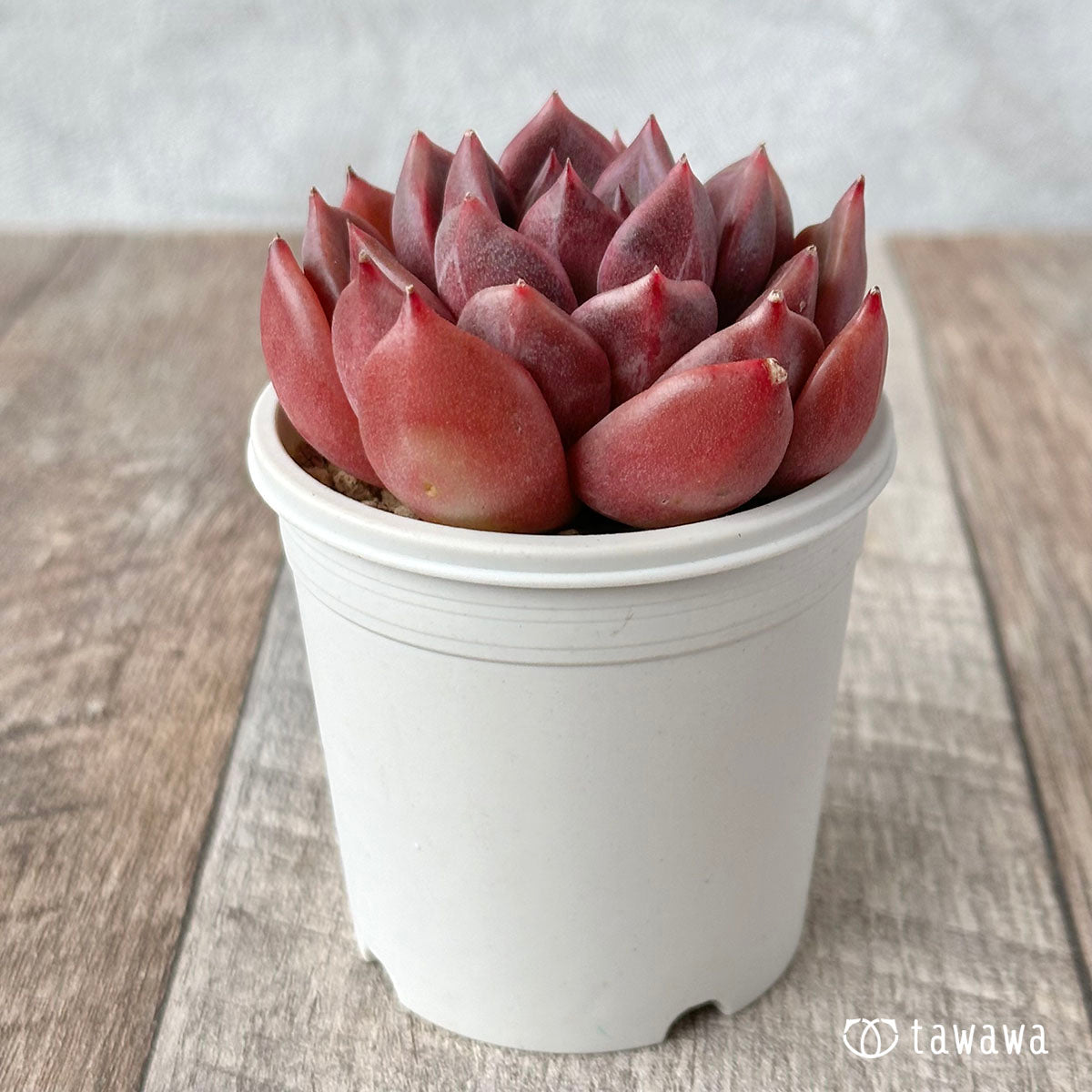 dark ice succulent Dark Ice – 多肉植物の通販・販売サイト tawawa