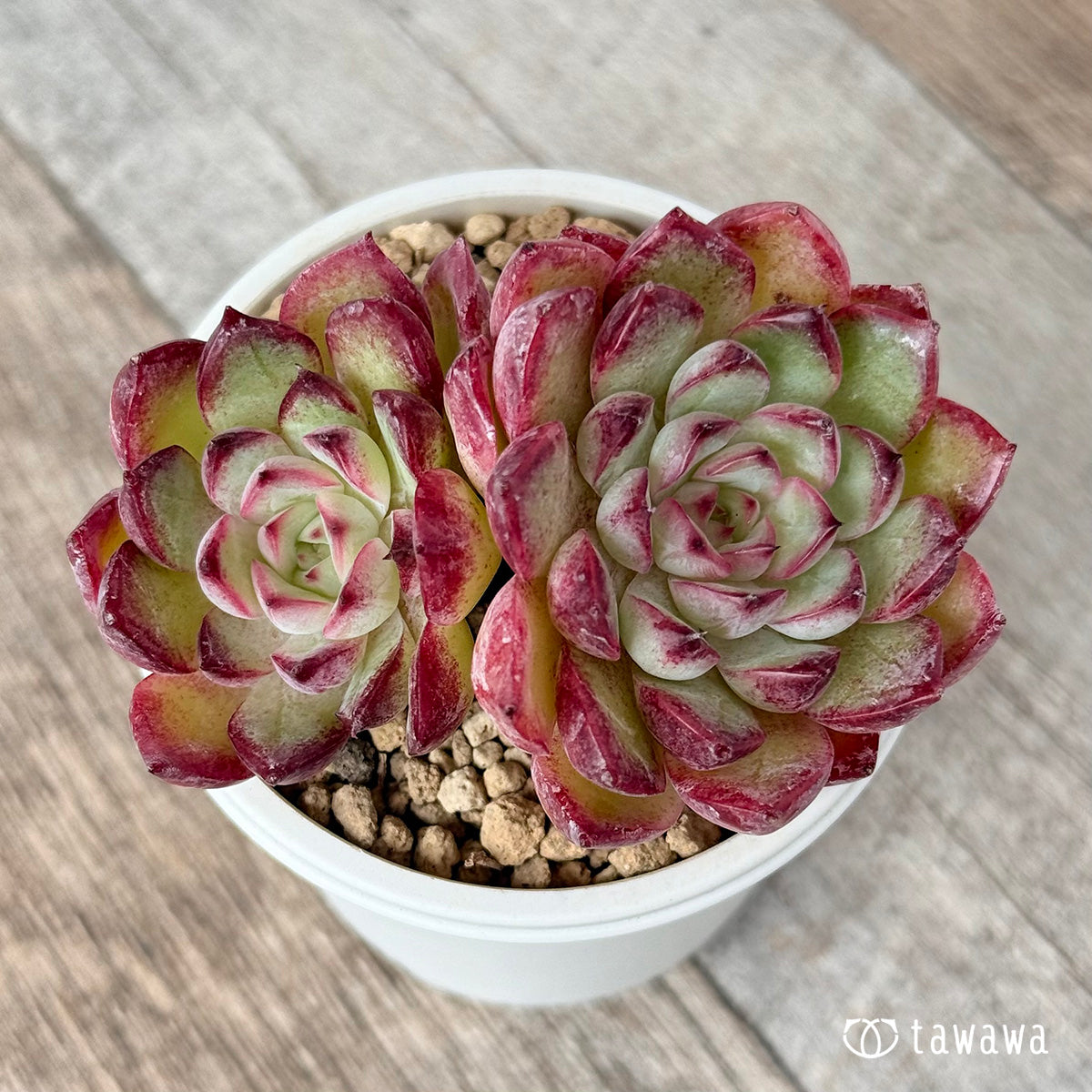 ポルサ【多頭苗】（チャンヒー農園苗）