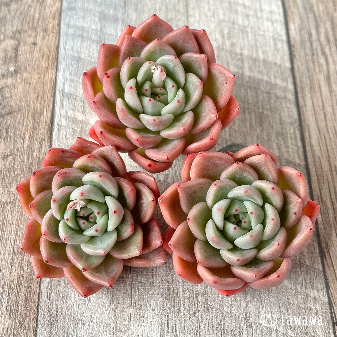 New Arrival* Cubic Frost