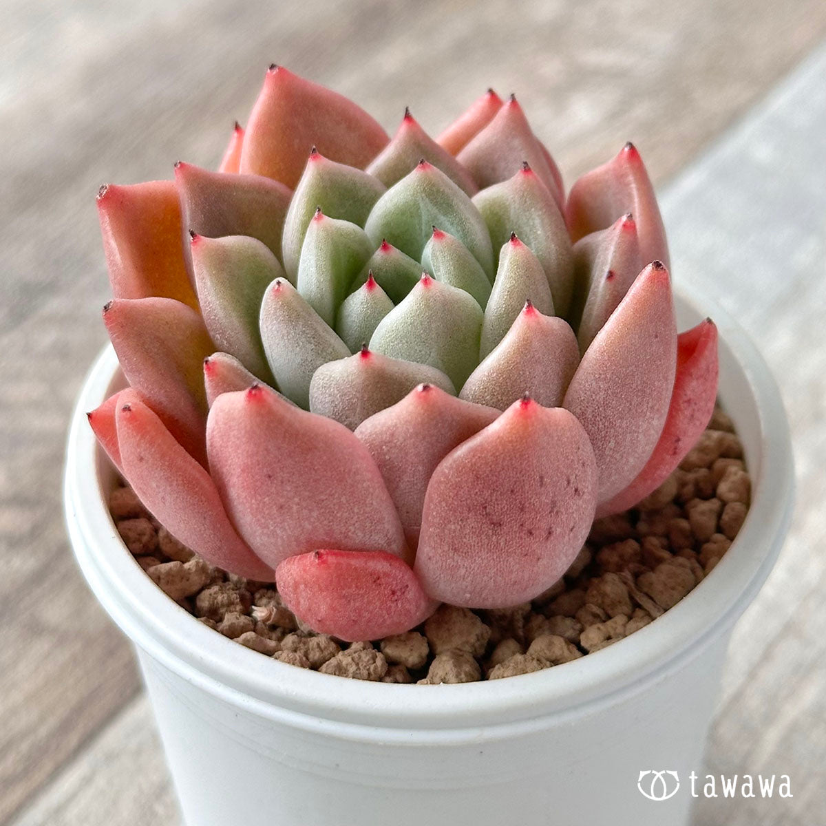 New Arrival* Cubic Frost