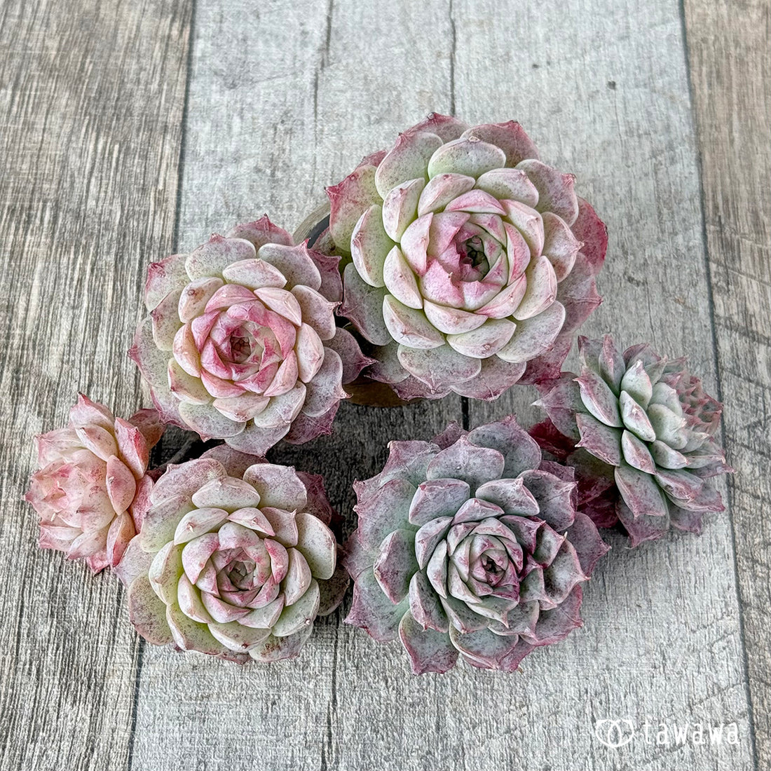 ラブリーチェリー【多頭苗】(チャンヒー農園苗)