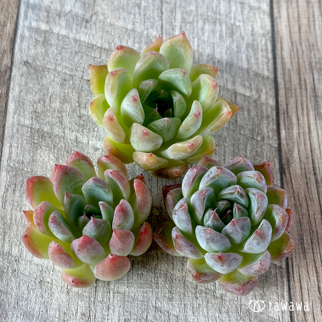 New Arrivals: Ice Green