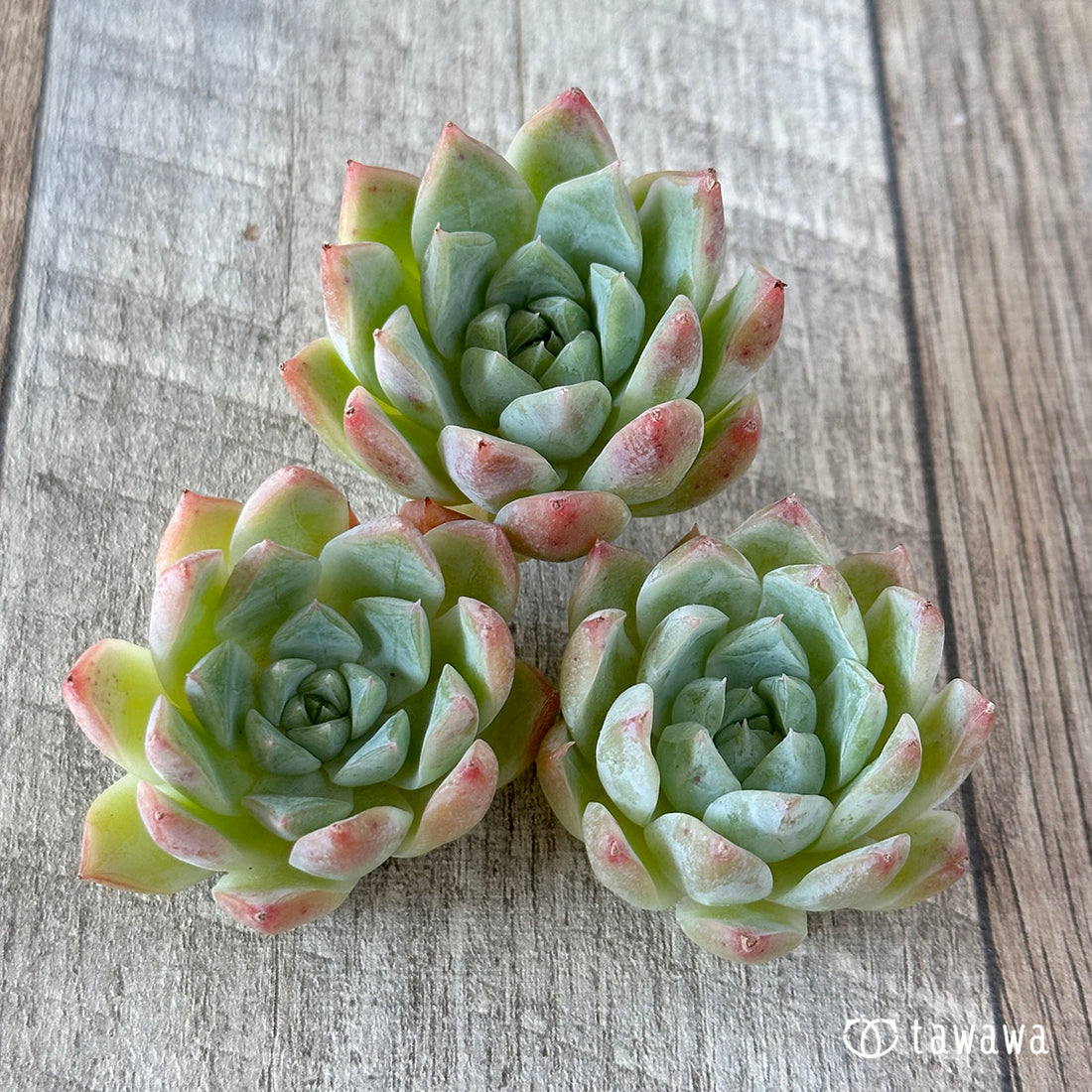 New Arrivals: Ice Green