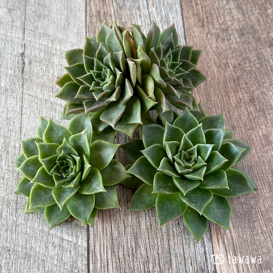 New Arrivals: Ice Green