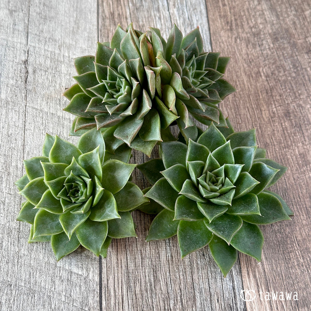 New Arrivals: Ice Green