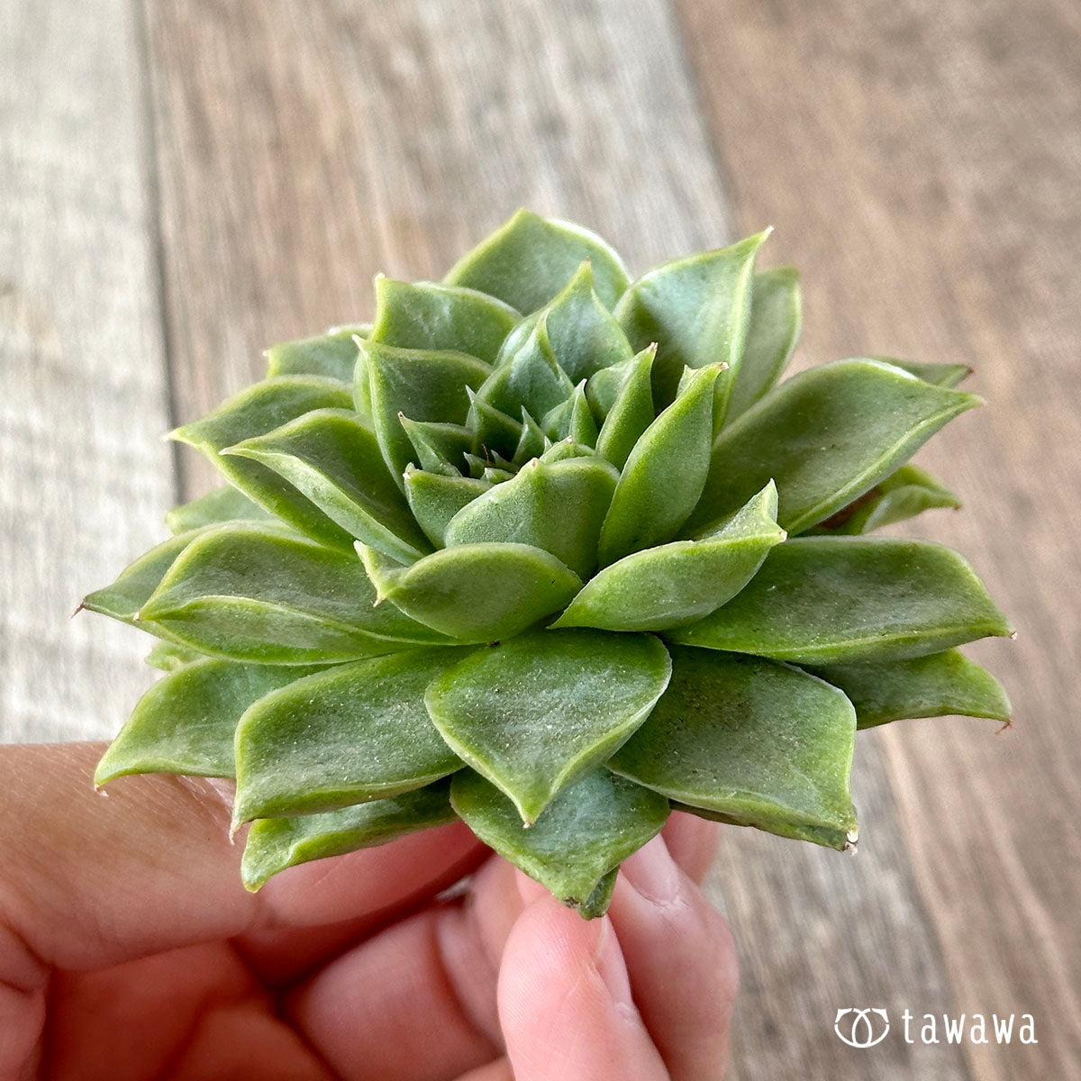 New Arrivals: Ice Green