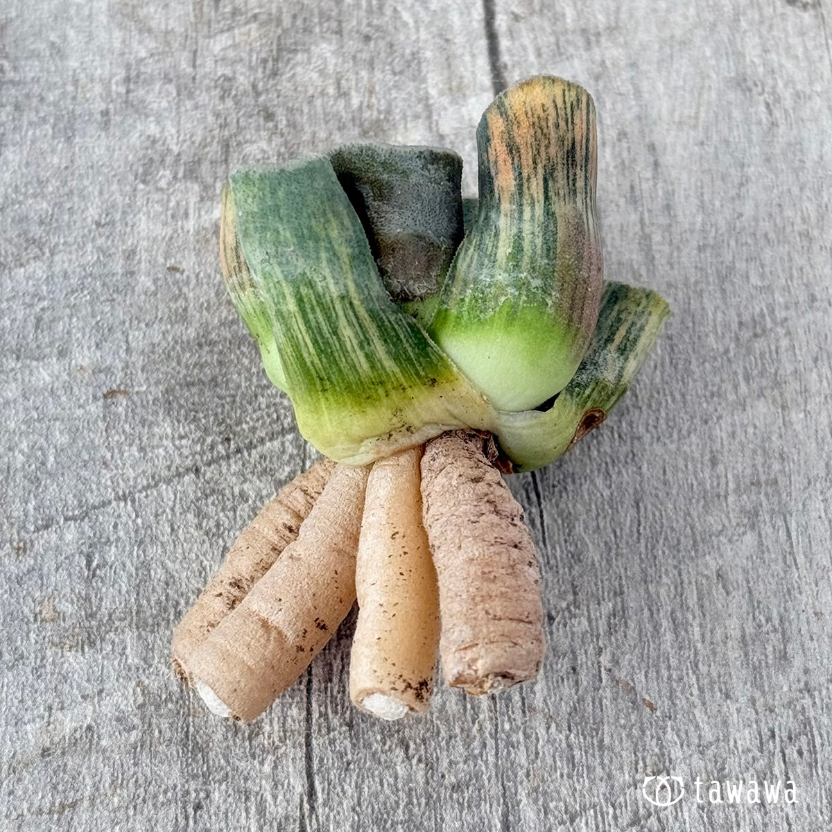 New Arrivals: Ice Green