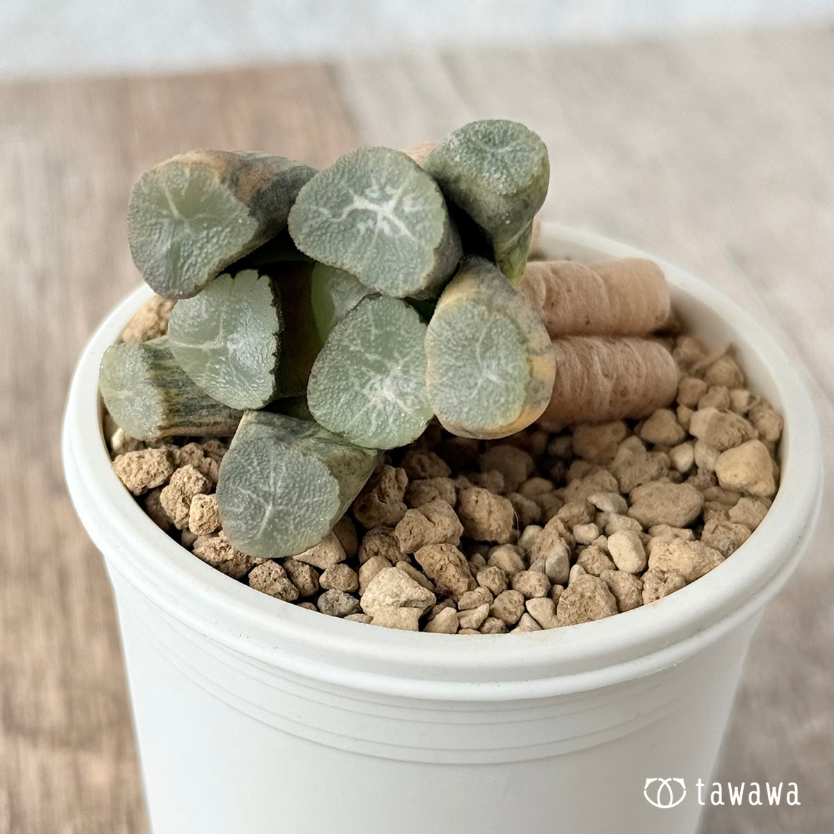 New Arrivals: Ice Green